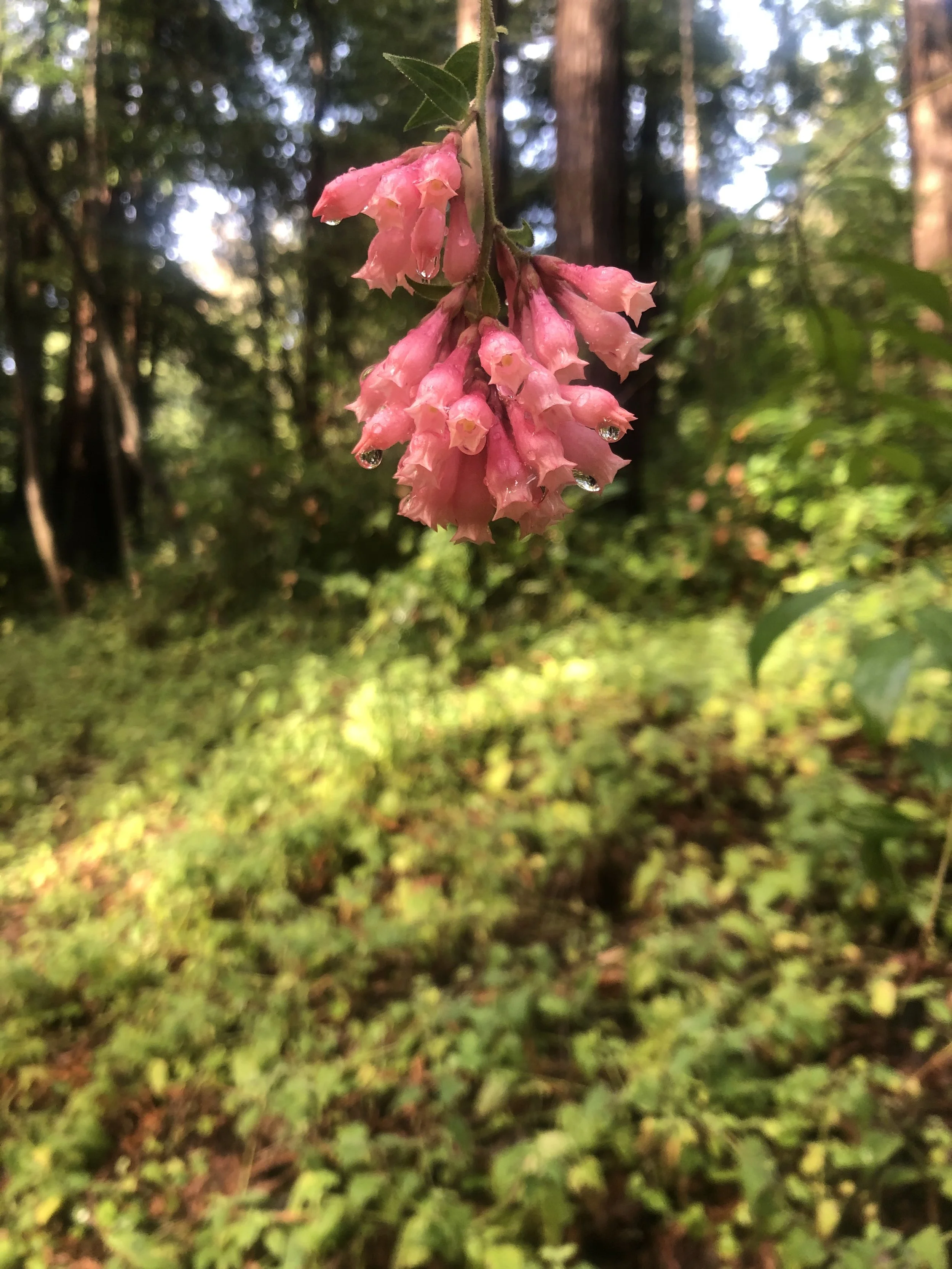 IMG_4583.jpeg