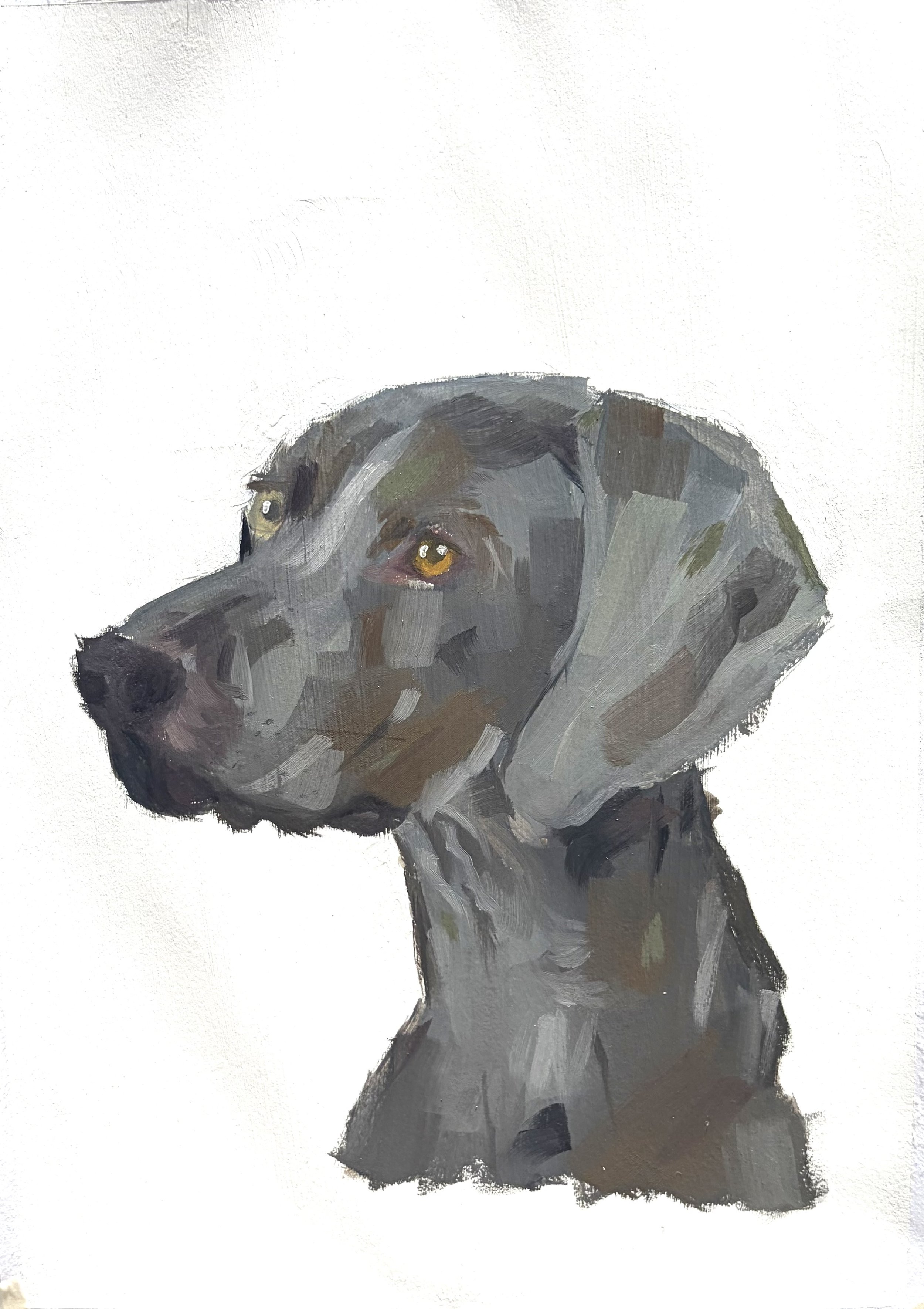 Weimaraner