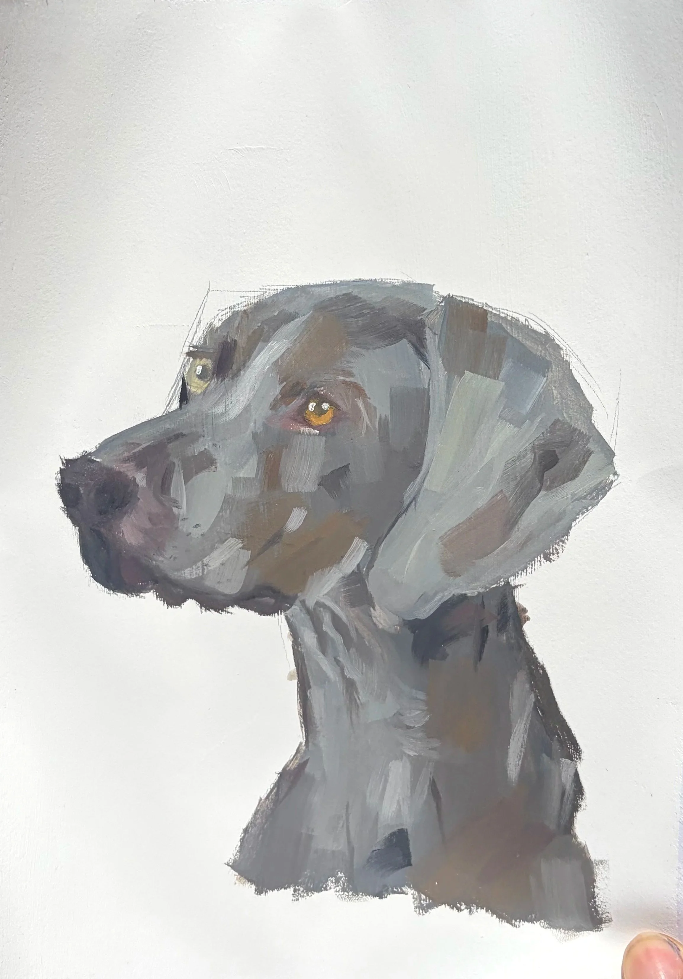 Weimaraner