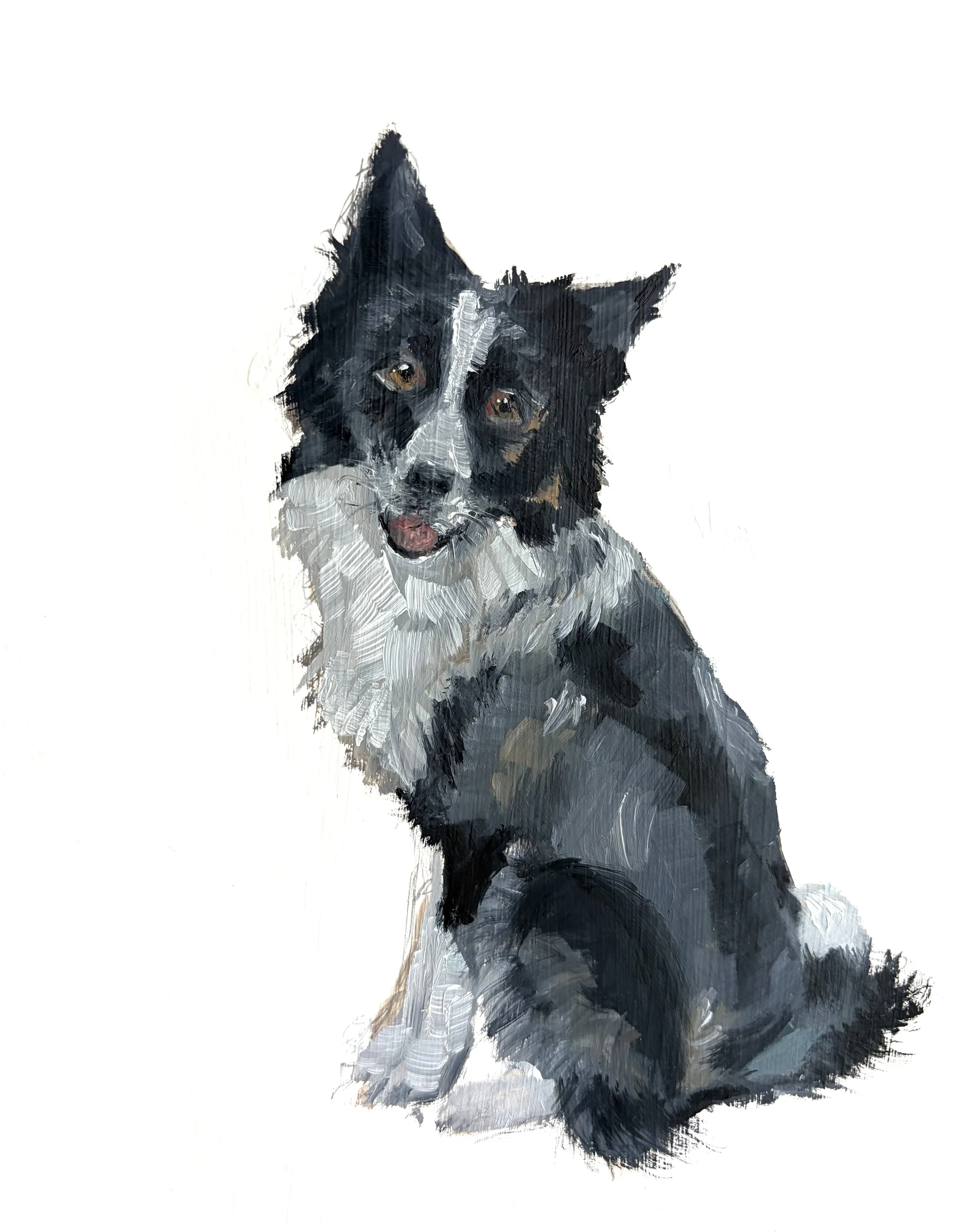 border collie