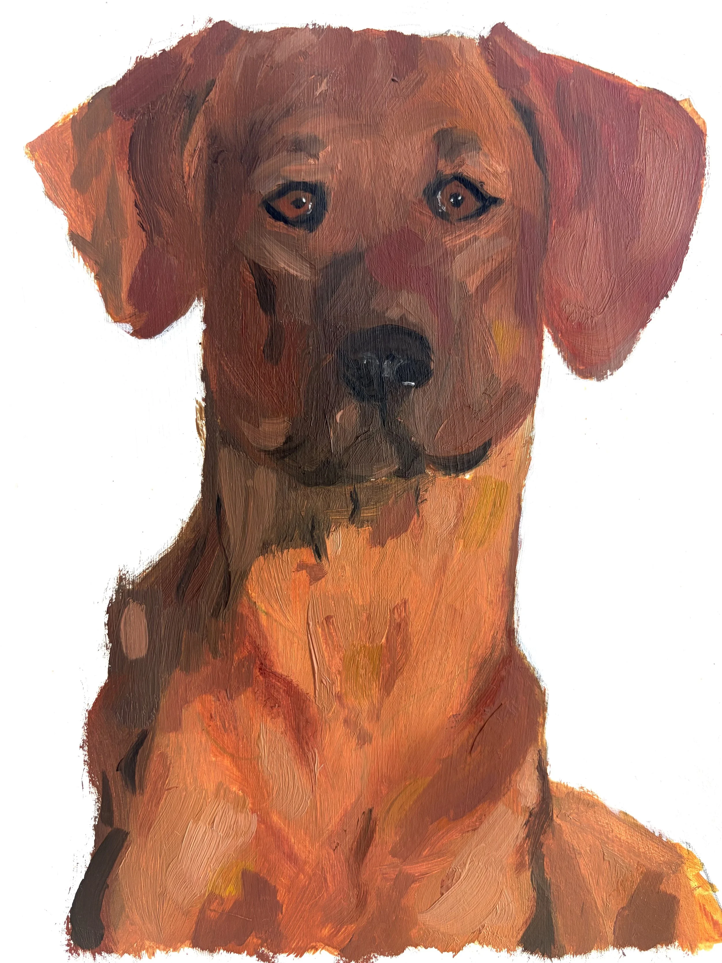 rhodesian ridgeback