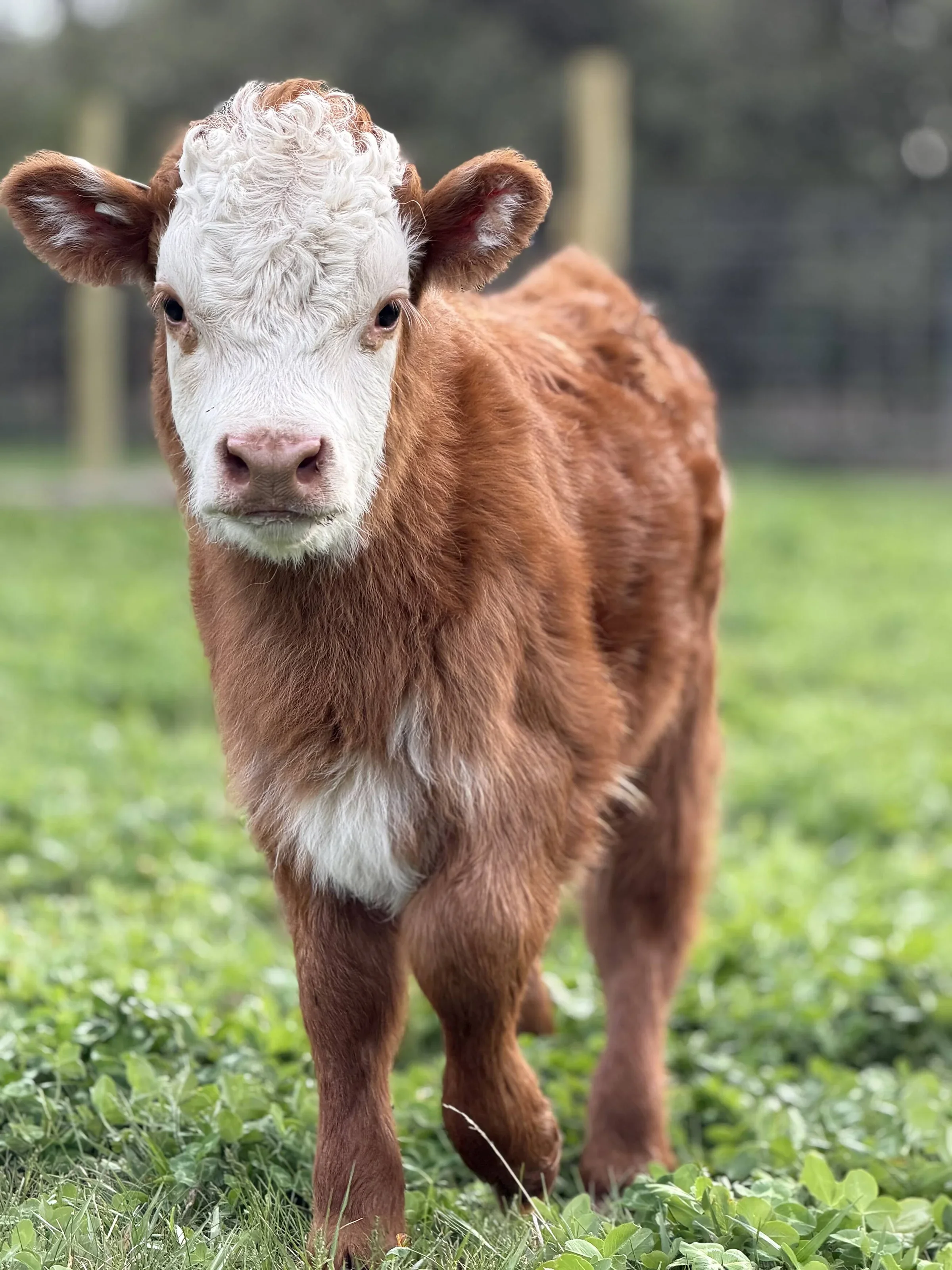 A young calf with a white face and curly hair on its head standing on green grass with a blurred background.