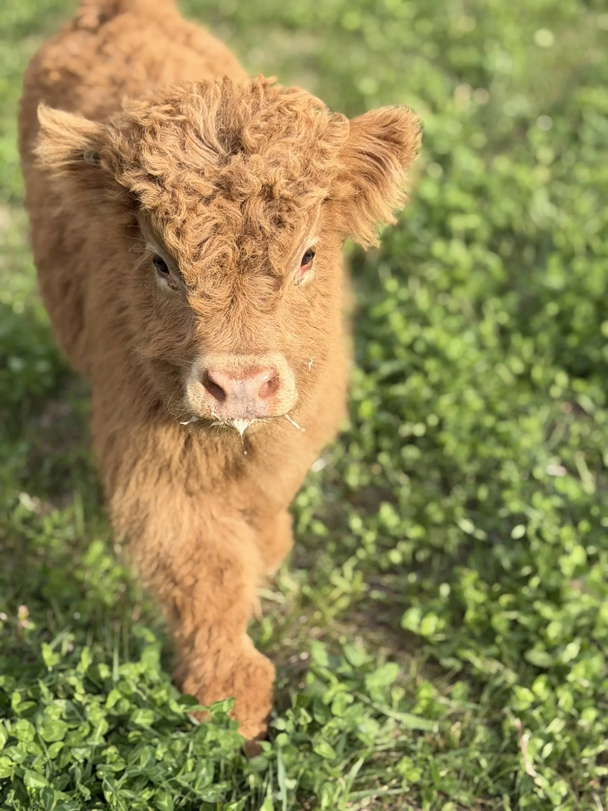 Close-up of a young orange-brown curly-haired calf walking on green grass with a blurred green background.
