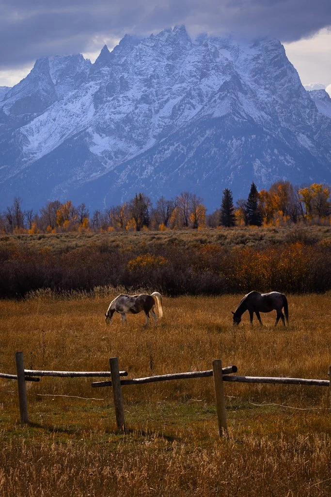 TetonPonies.jpg