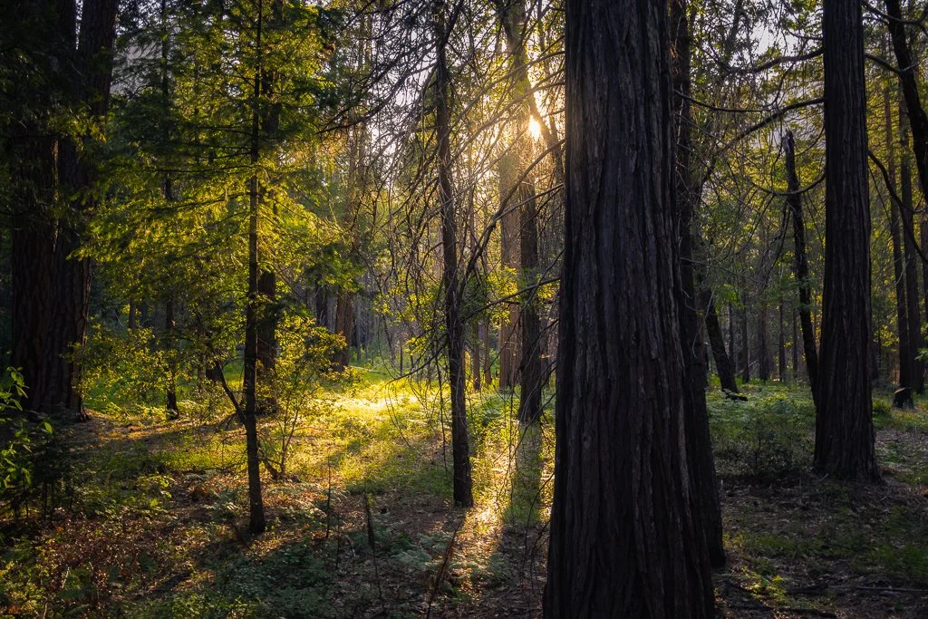ForestLight.jpg
