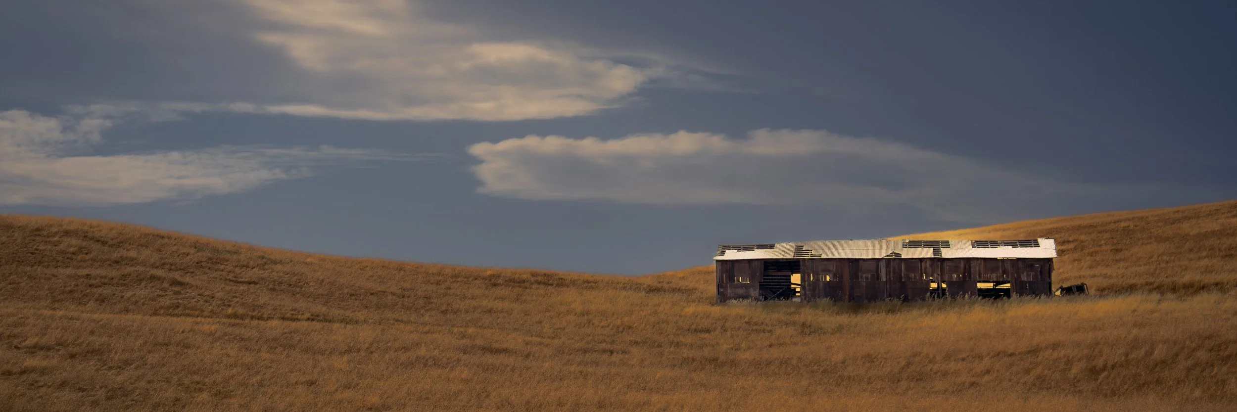 Field of Gold - Extra Wide Panorama