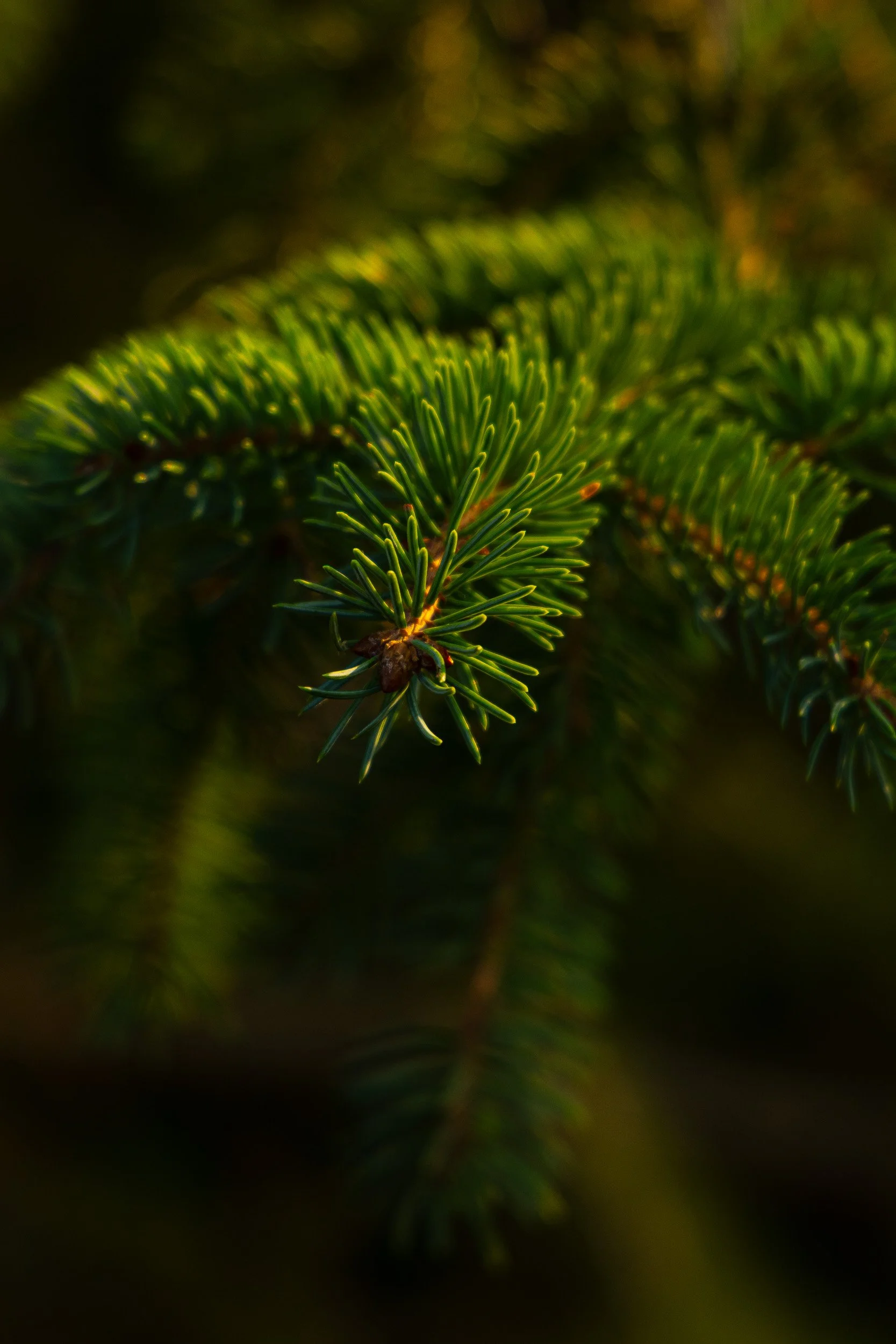 The Evergreen -  Small