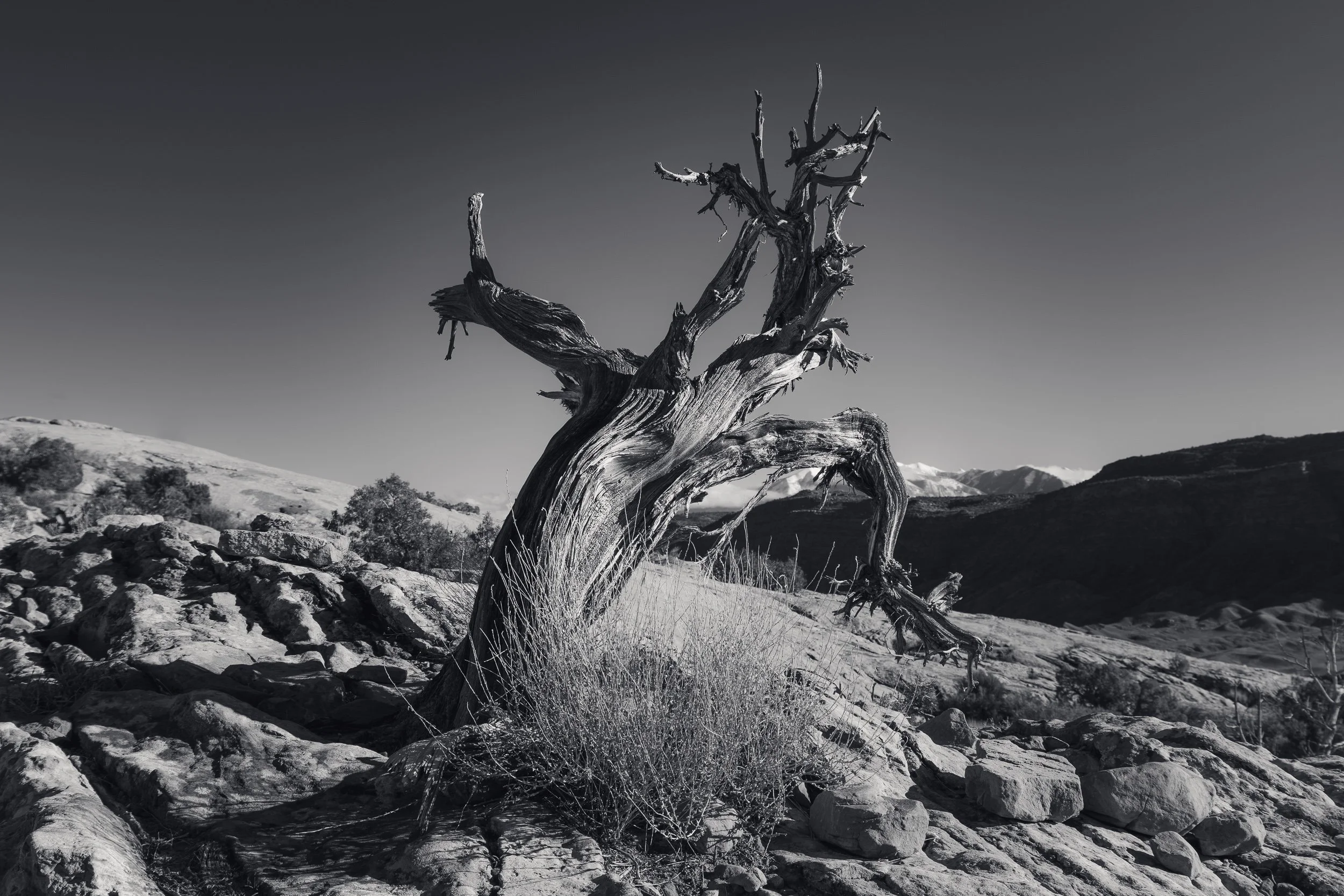 A black and white photo of a barren, weathered tree standing in a rocky landscape with mountains in the background.