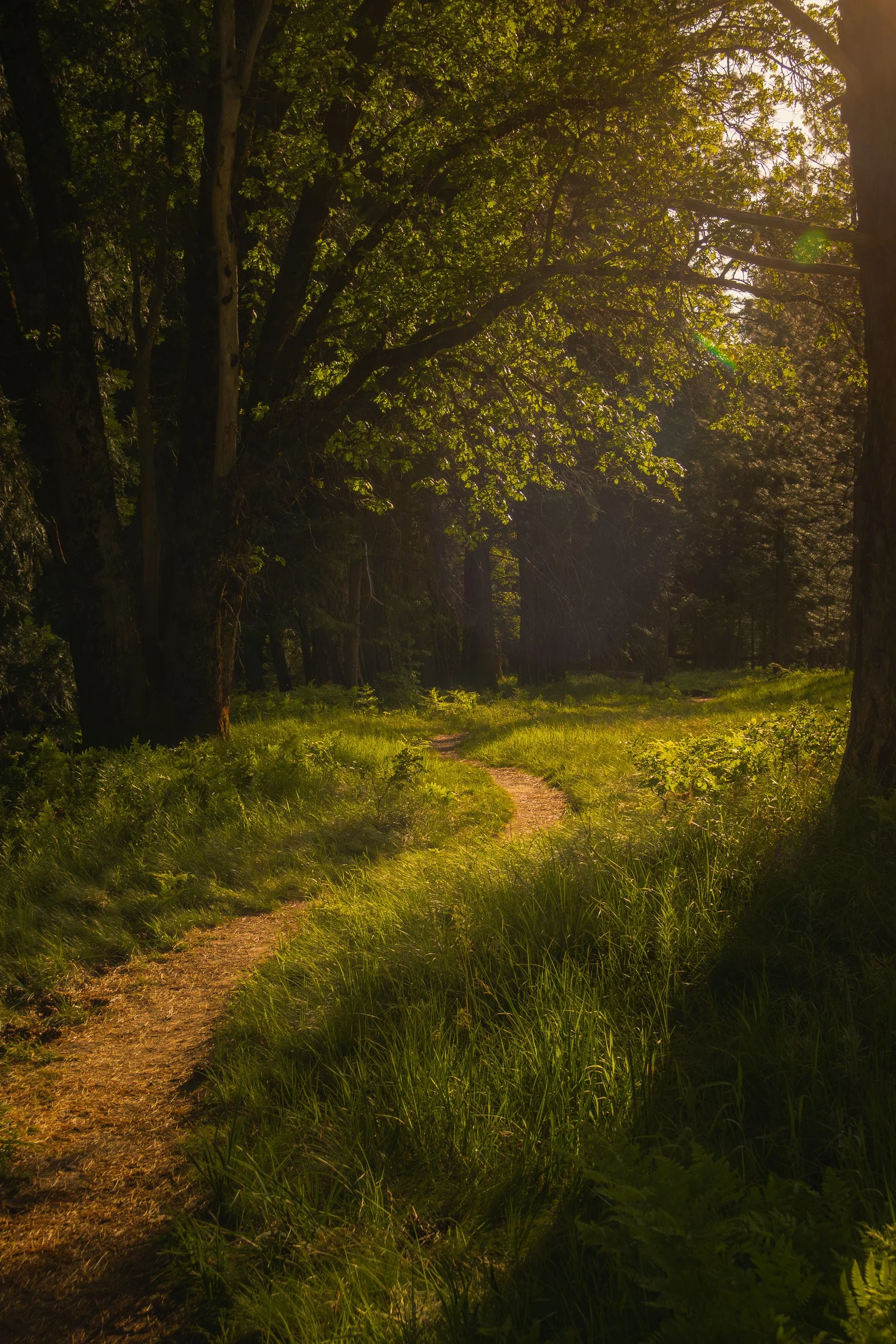 Enchanted Walk - Small
