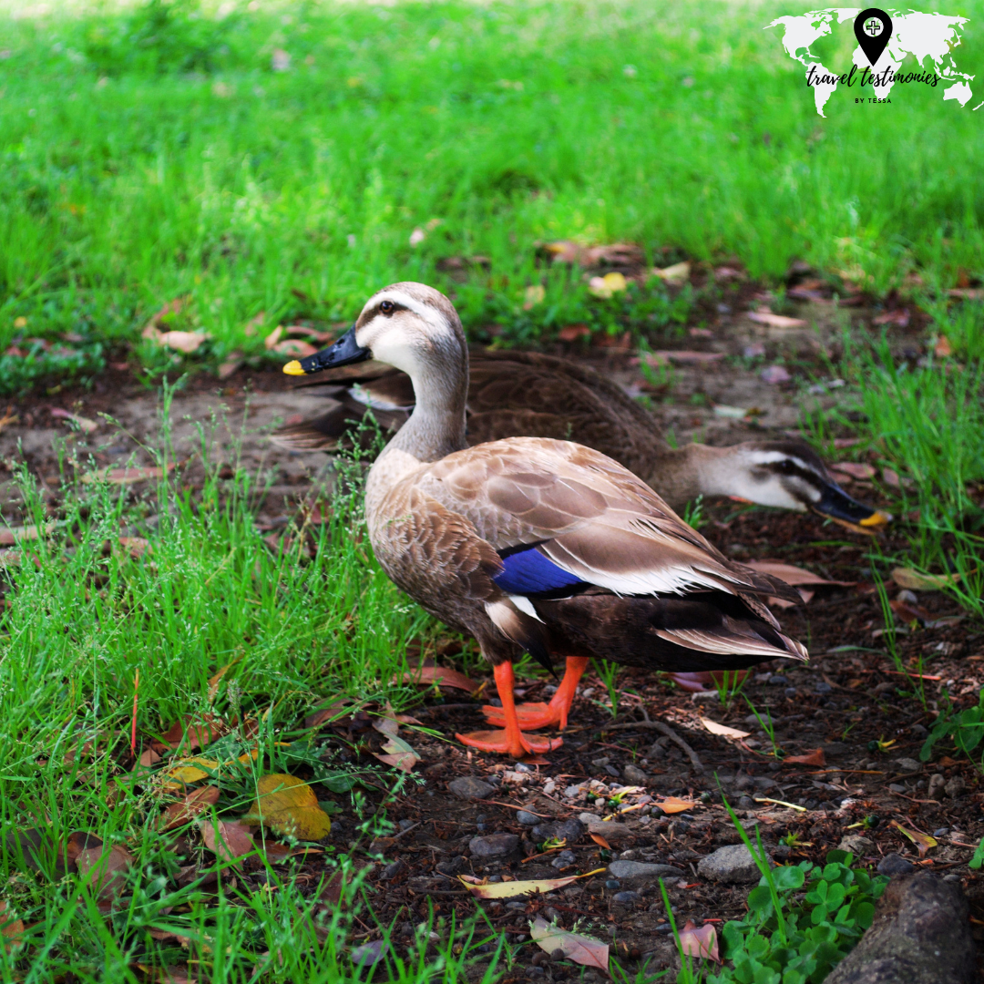 duck edit.png