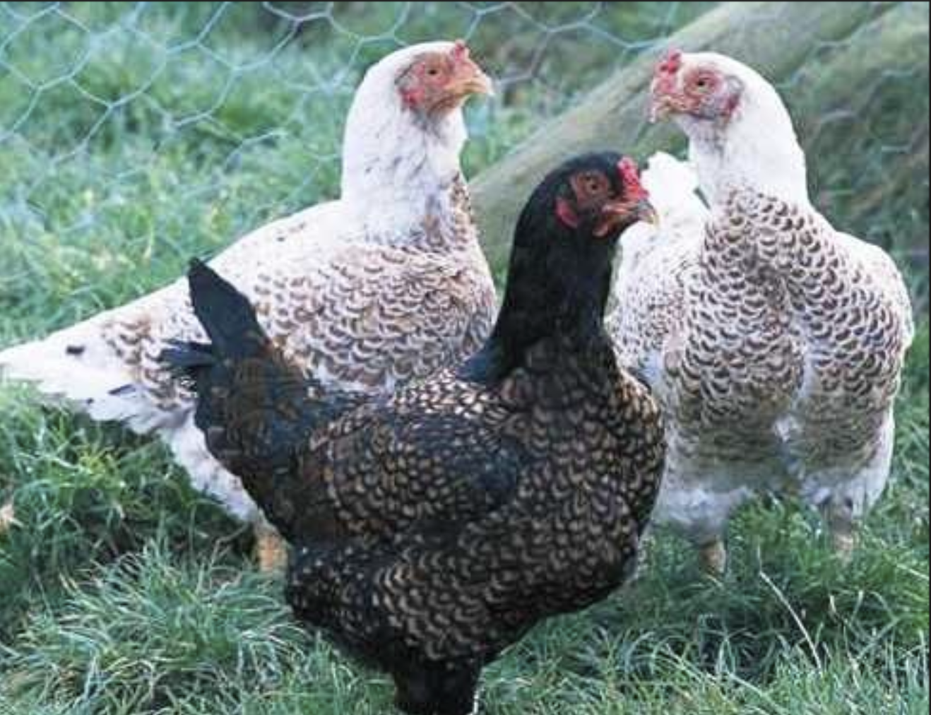 Celebrate Yard Fowls!