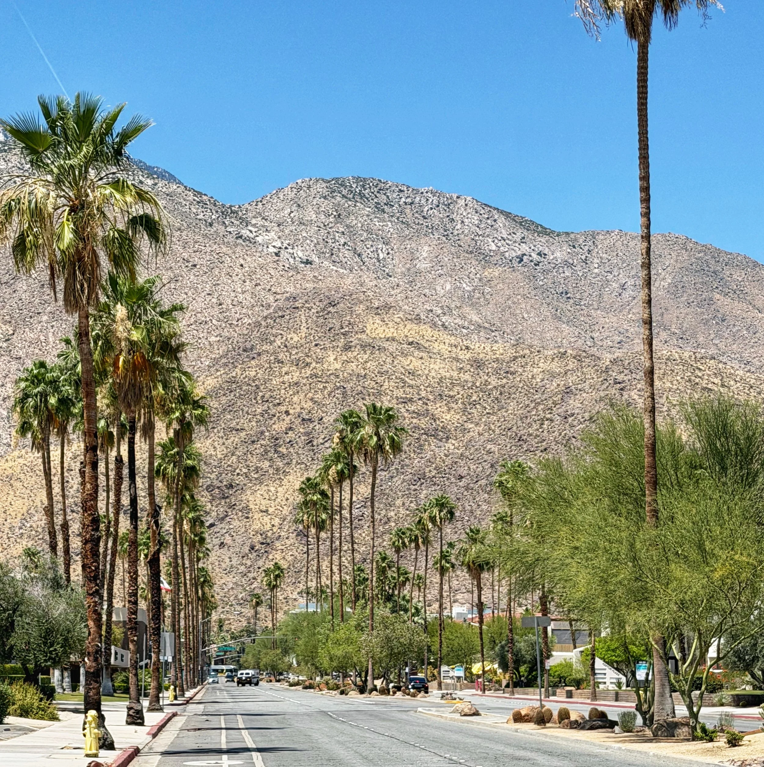A city street scene with tall palm trees lining the sidewalk, mountain in the background, cars on the road, and a clear blue sky.