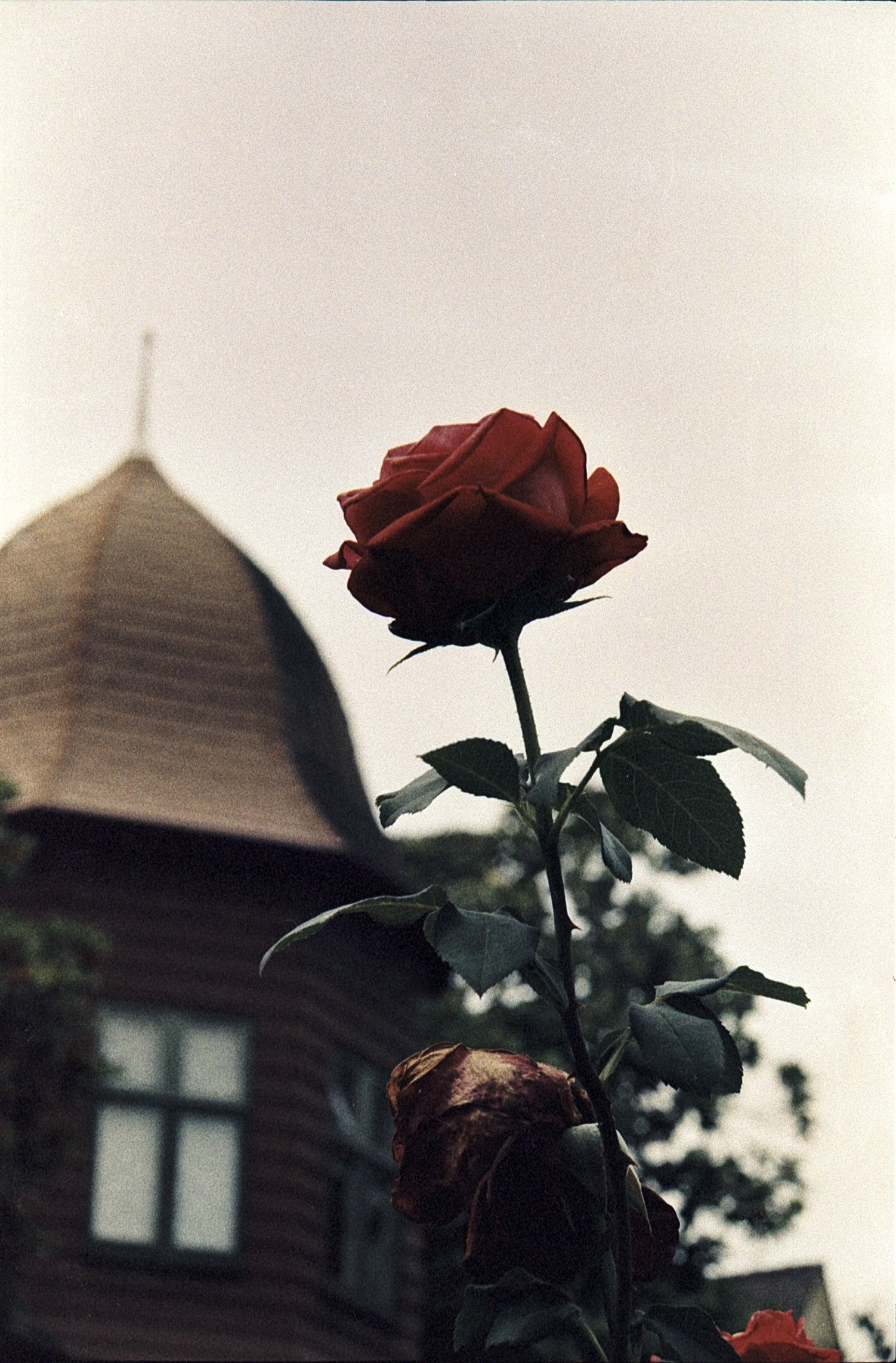 Mystery film photo