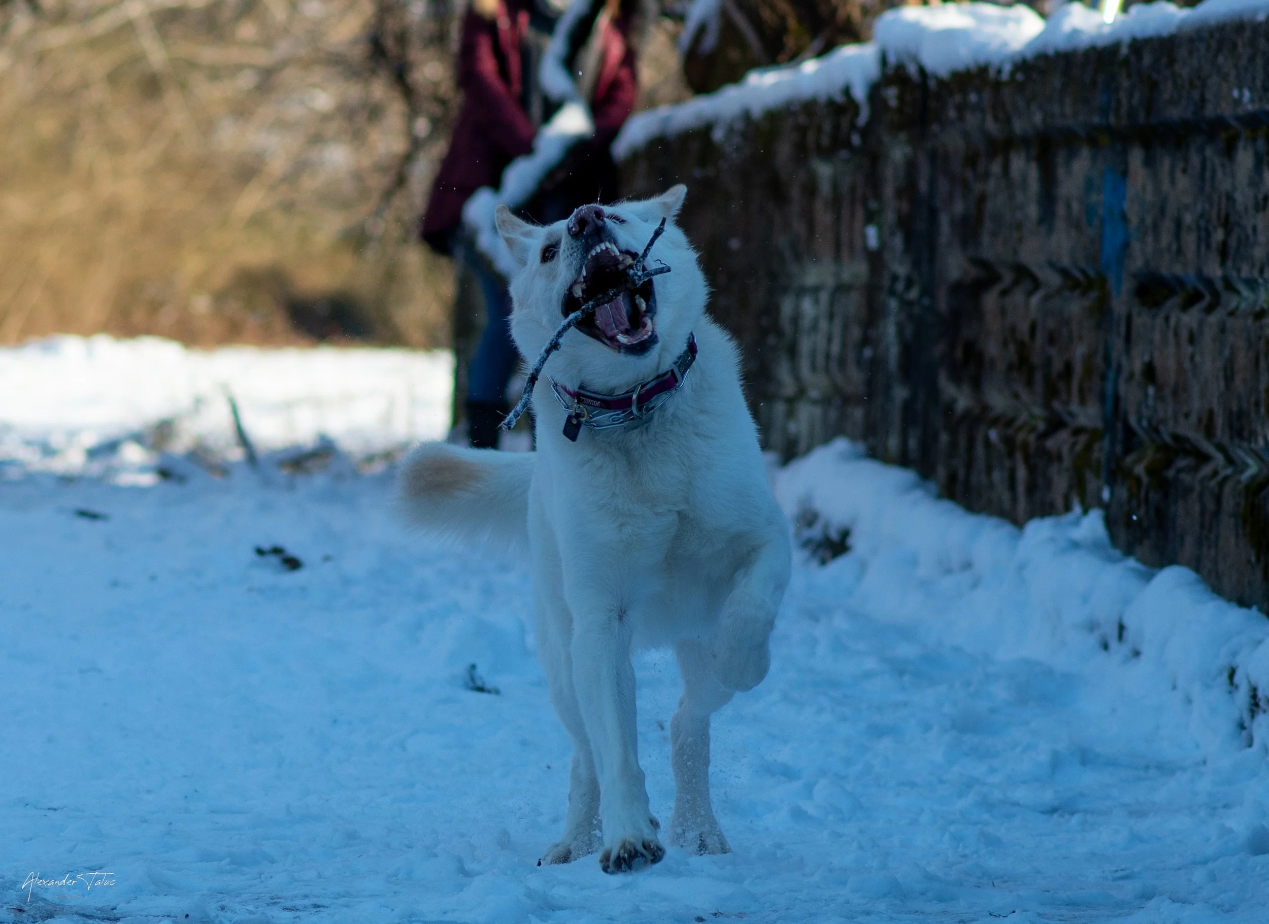 A white husky dog running through snow with a stick in its mouth, with a person in a maroon coat walking in the background on a snowy trail.