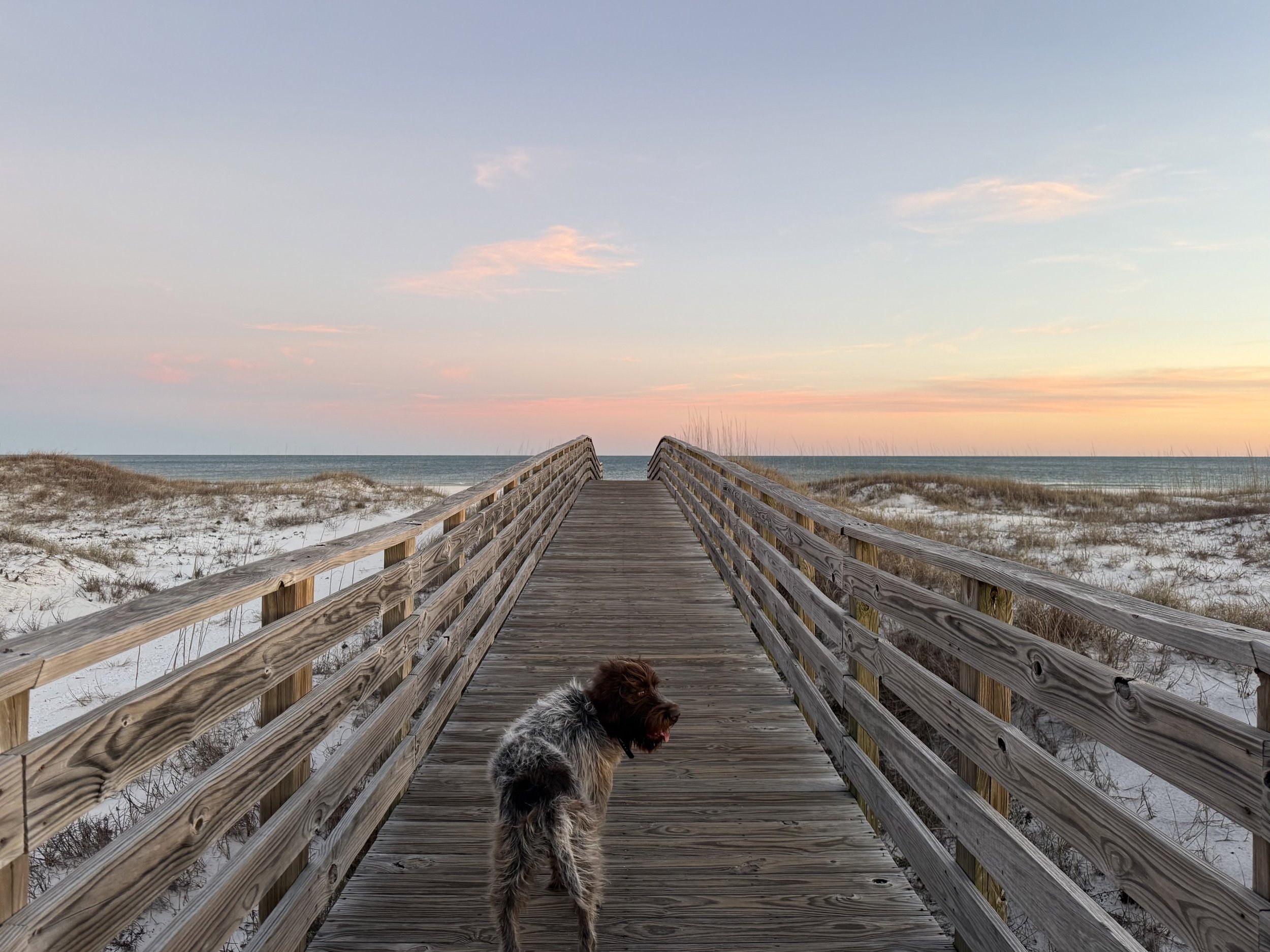 A Wirehaired Pointing Griffon dog with brown and black fur stands on a wooden pier overlooking the beach at sunset, with the sky tinted pink and orange.