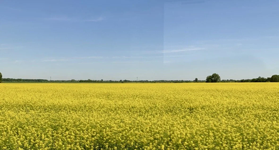 Ukraine wheat field under blue sky.jpg