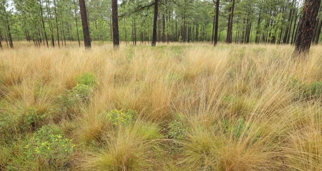 A grassland with tall, yellowish-brown grasses and scattered trees in the background.