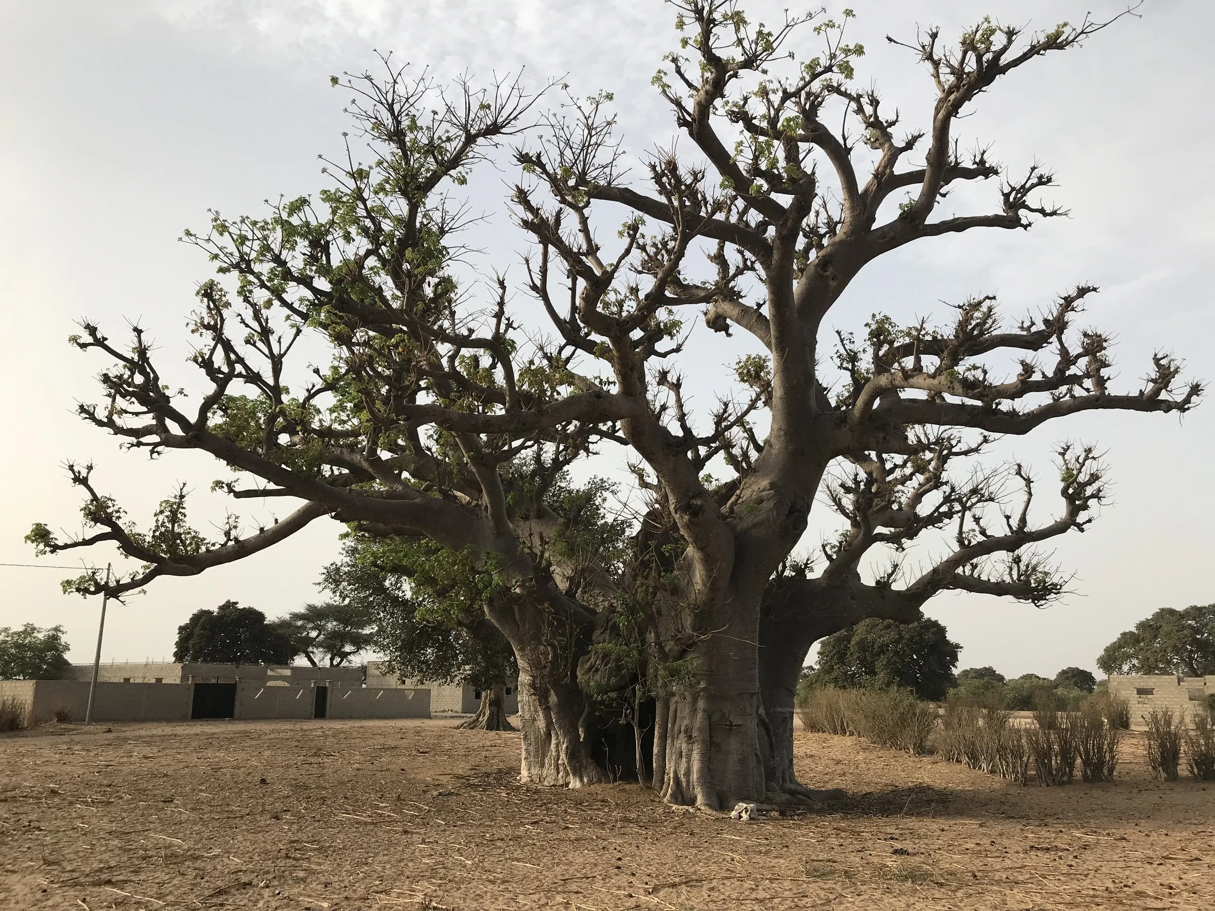 A large, leafless tree with a thick trunk in an open area, with a few small green leaves starting to grow on some branches. There are other trees and buildings in the background, and a cloudy sky overhead.