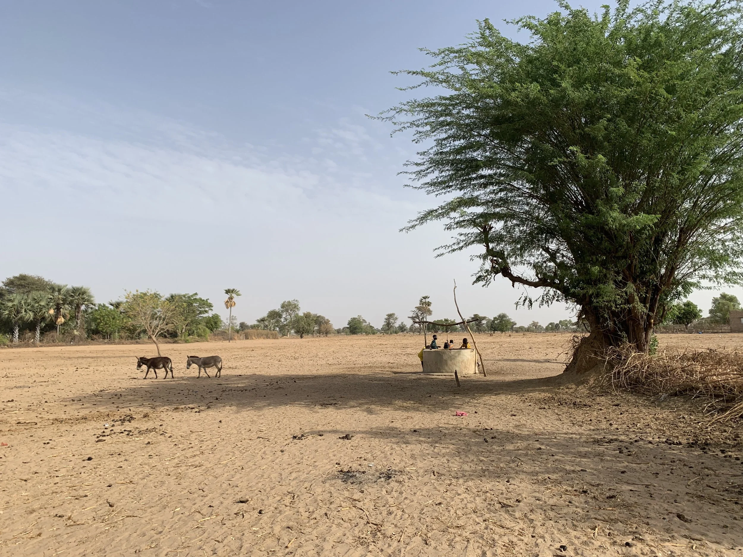 A rural scene with a large tree, a swing hanging from it, two donkeys walking on barren land, and a few people sitting on the swing.