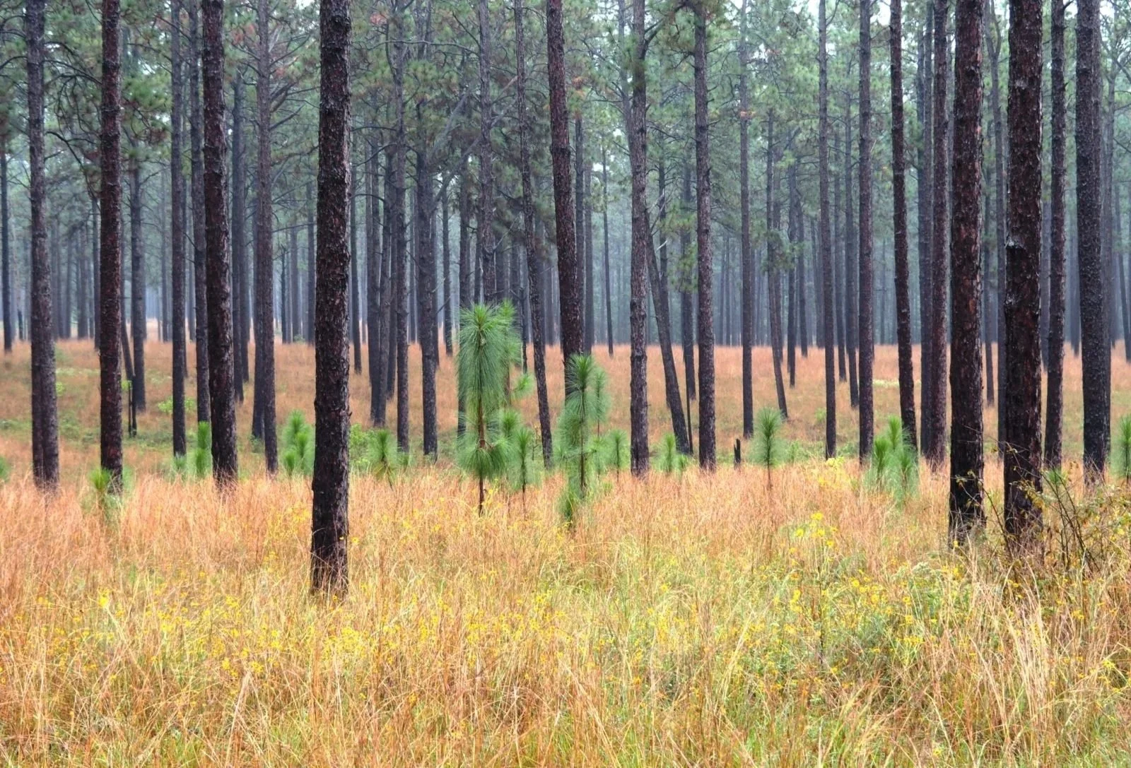 A forest scene with tall pine trees, grassy ground cover, and smaller green trees in the foreground, with a misty atmosphere.