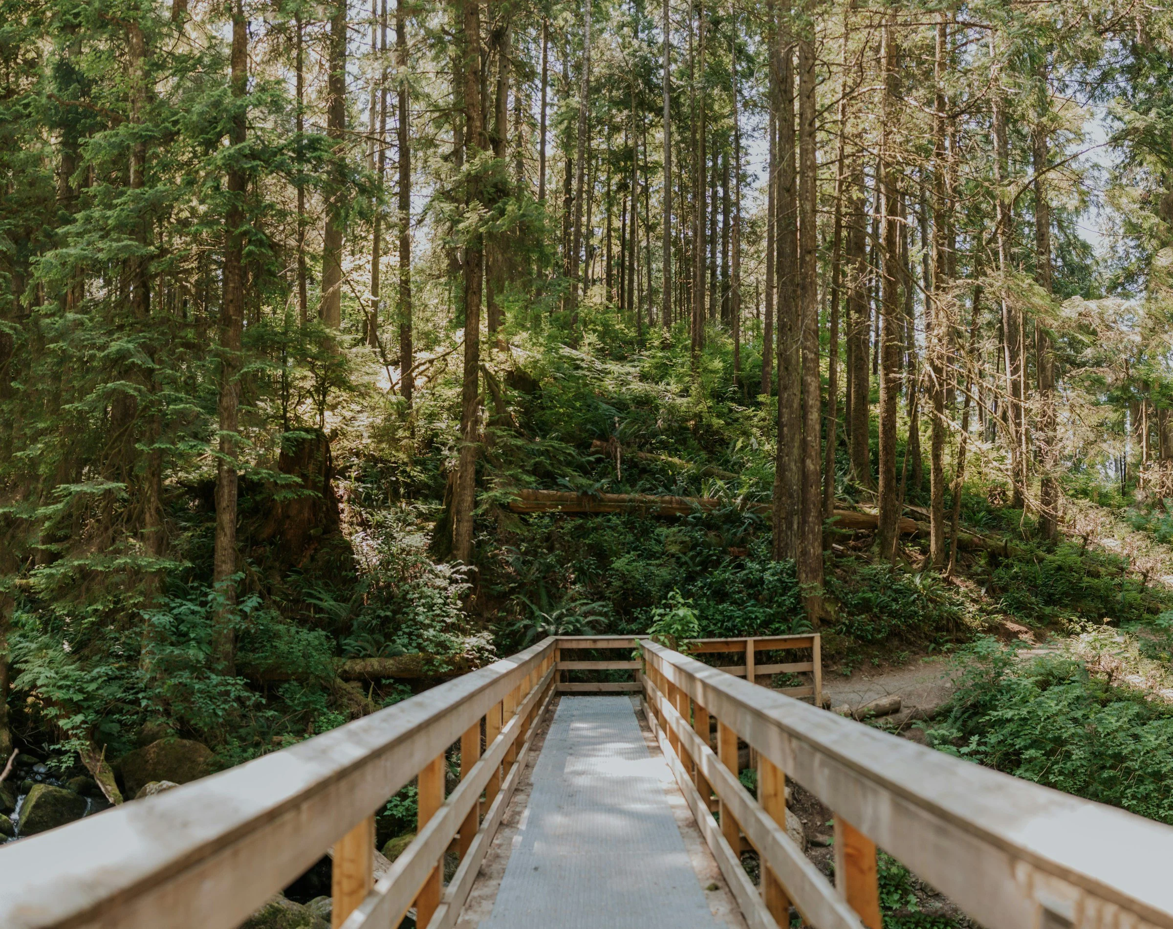 Wooden path in a sunny forest.