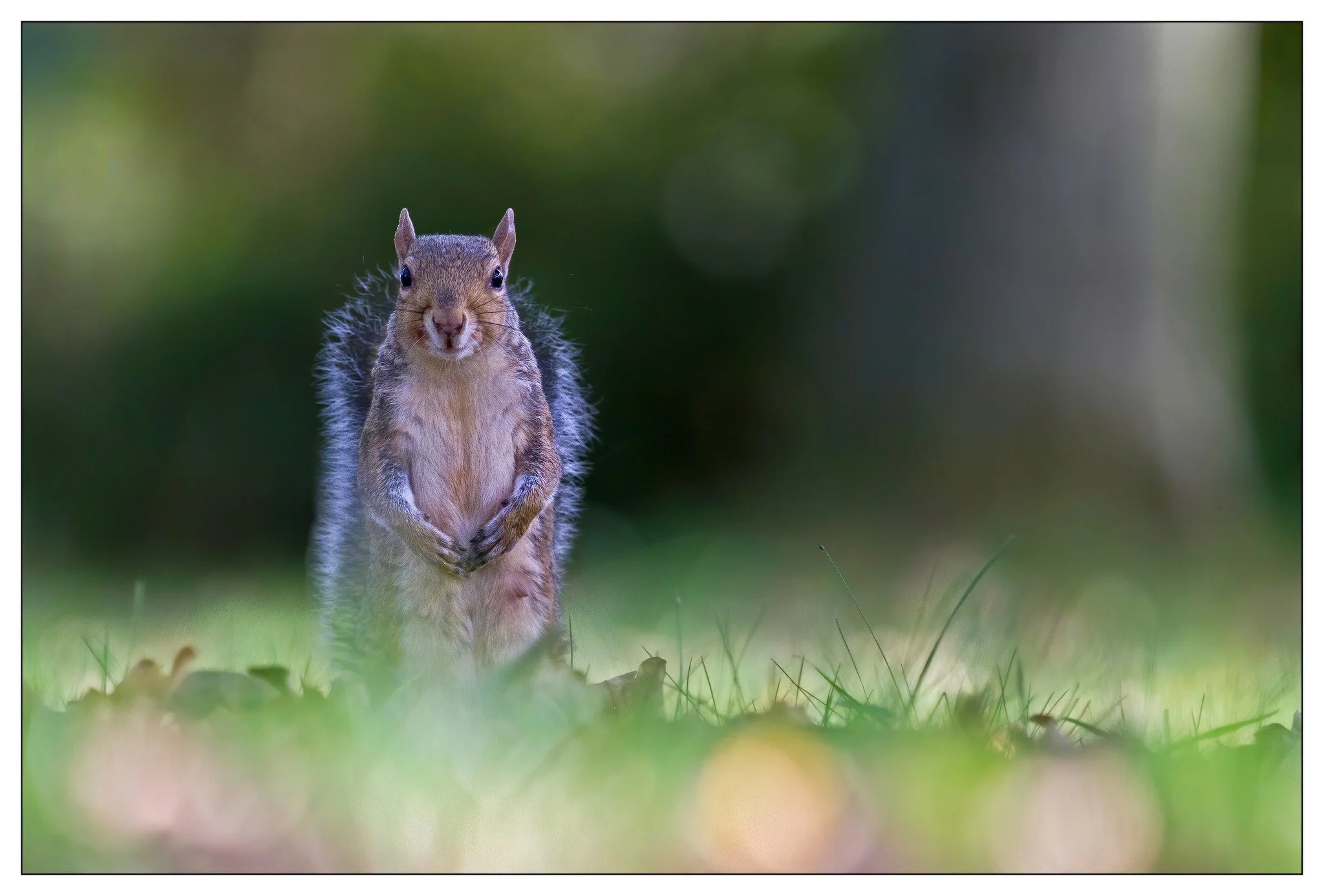 squirrel.jpg