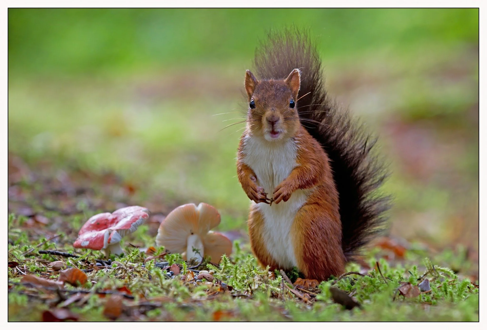 red squirrell.jpg