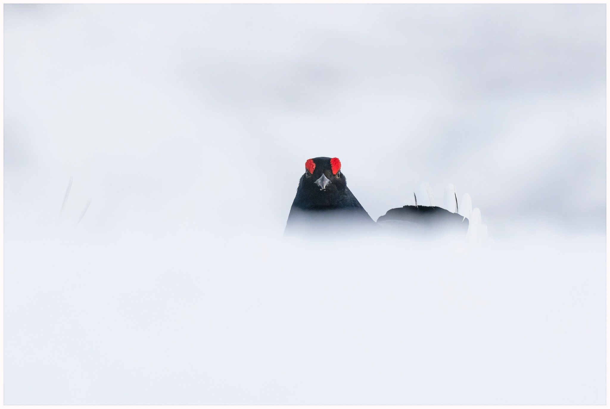 Black Grouse 4.jpg