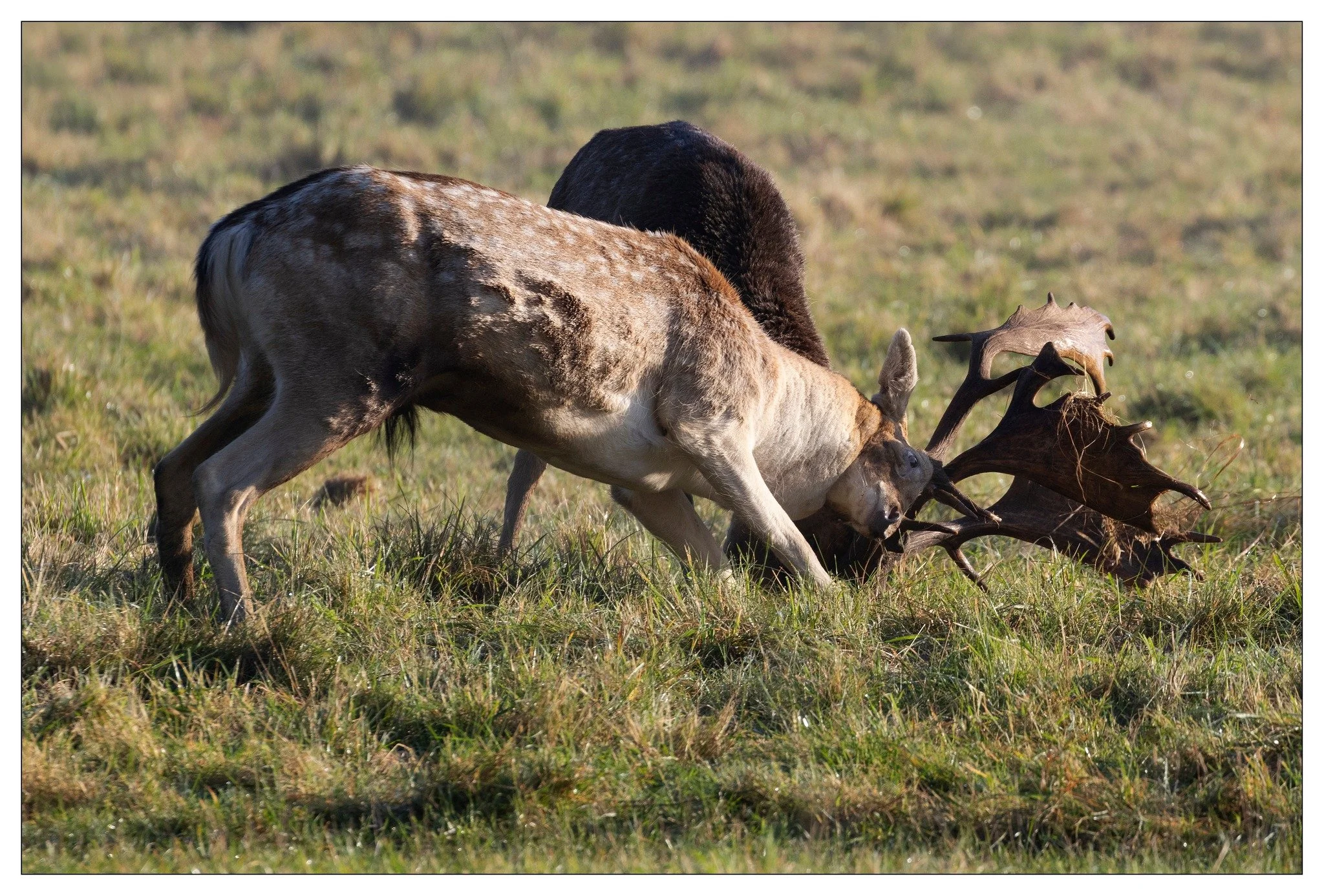 deer butting.jpg