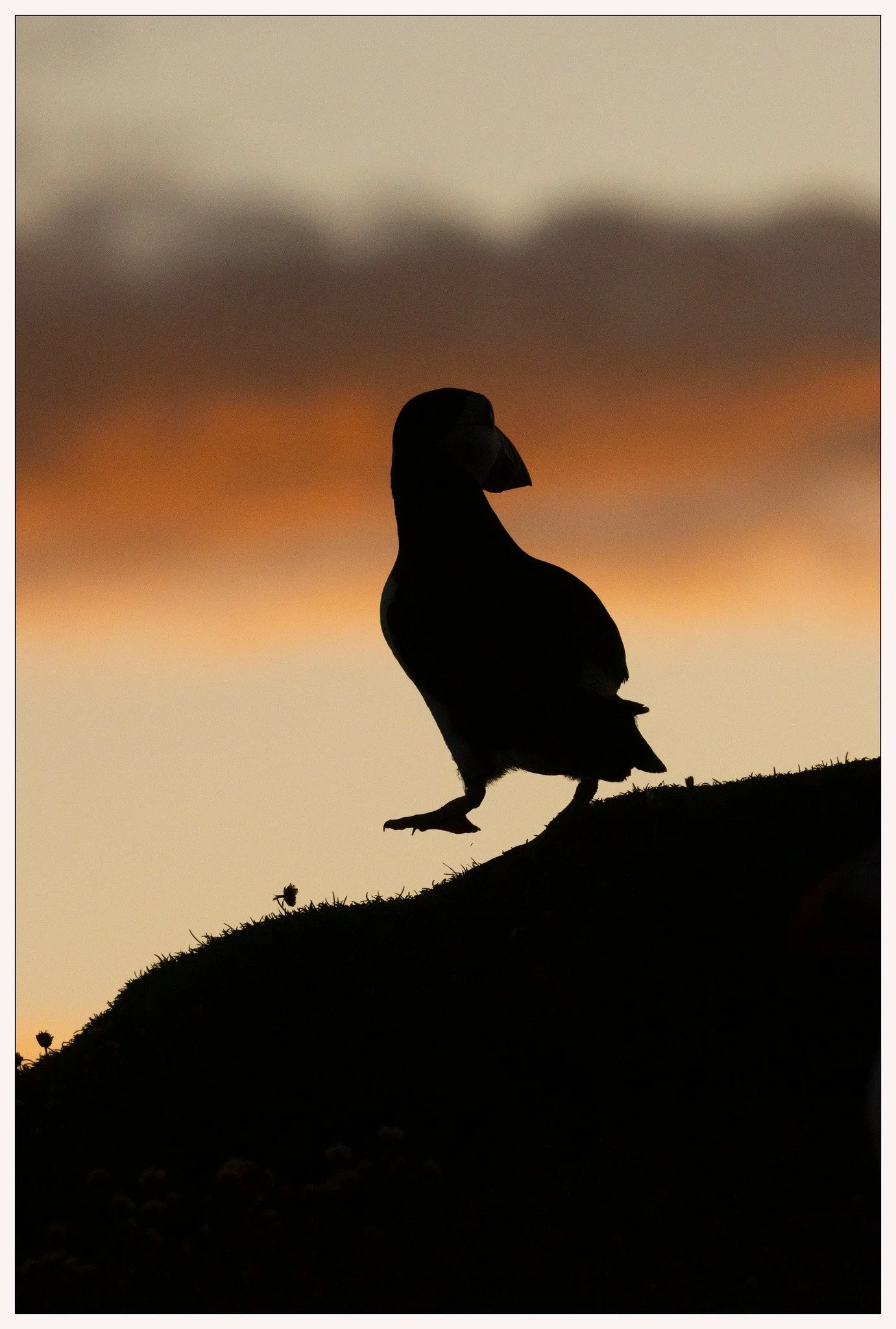 Puffin 4.jpg