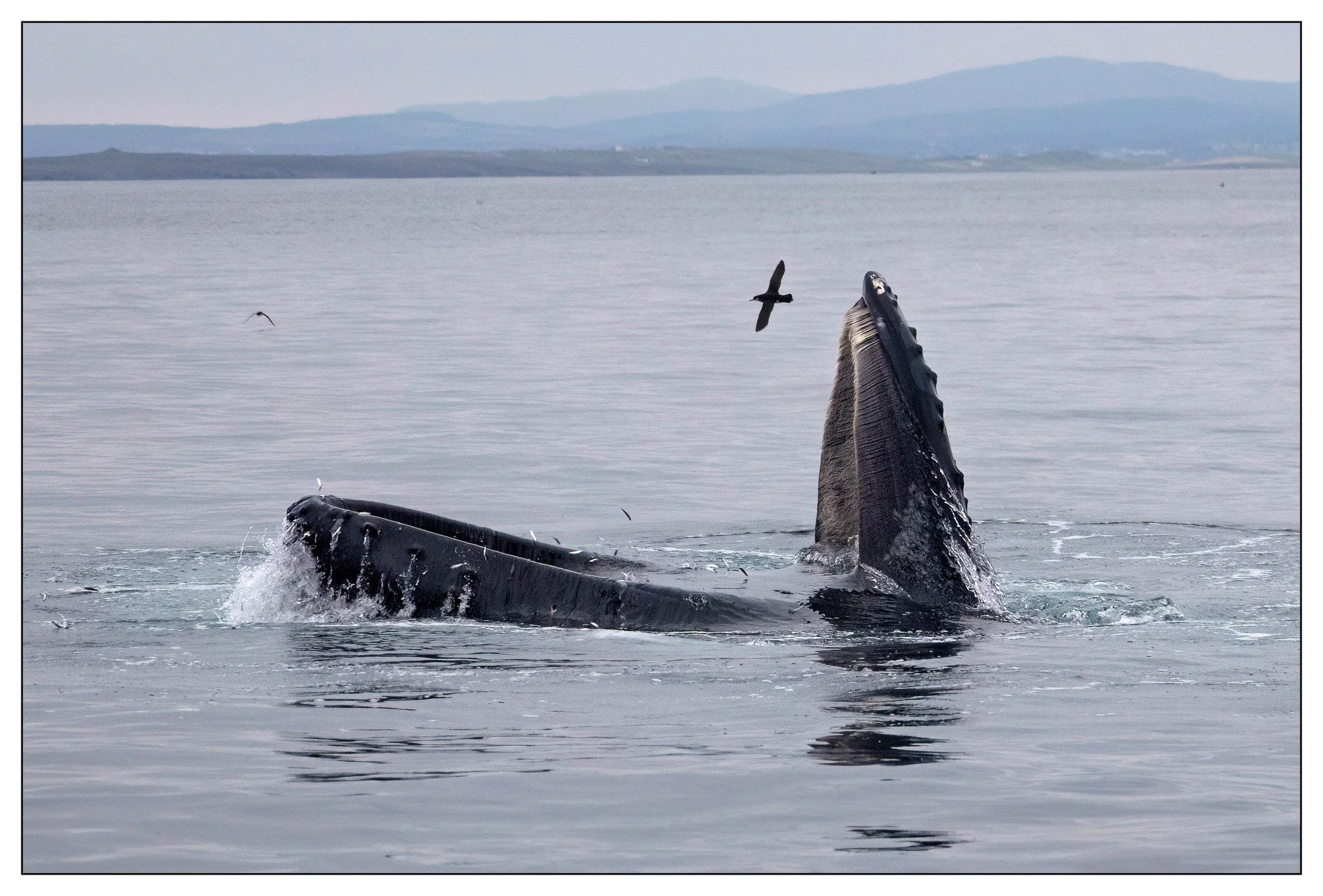 Whale.jpg