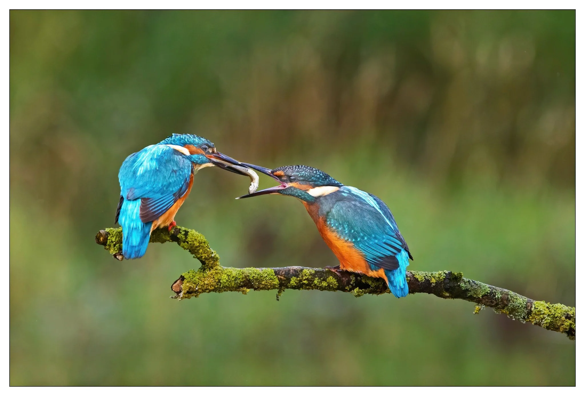 kingfisher.jpg