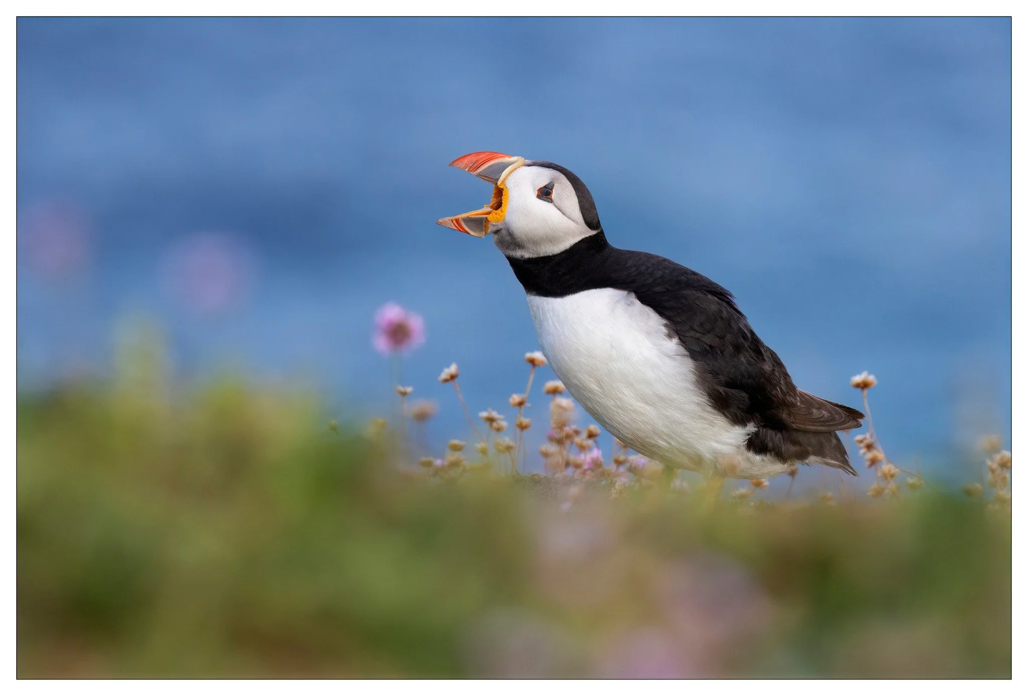Puffin 6.jpg