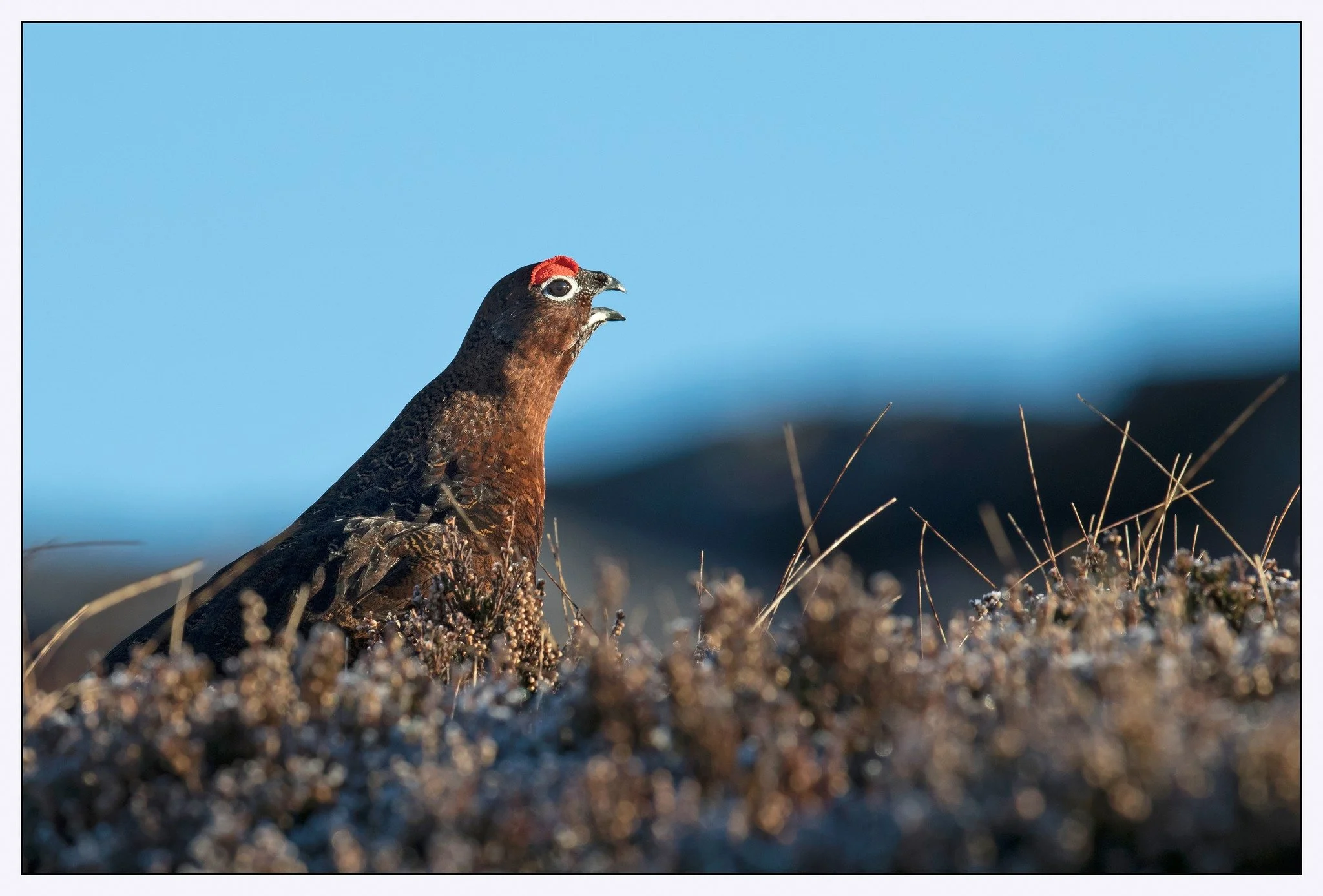 Red Grouse.jpg