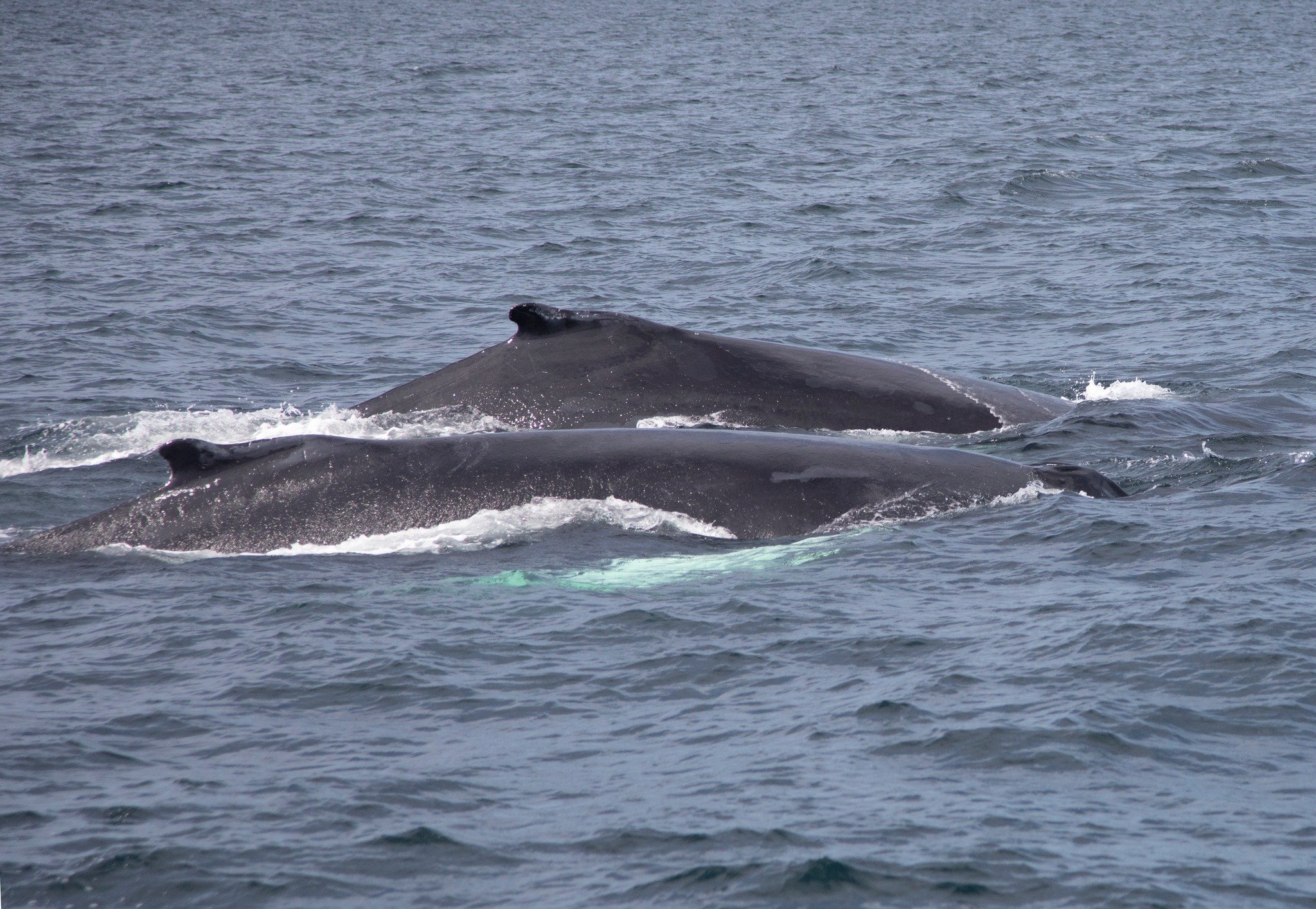 Whales.jpg