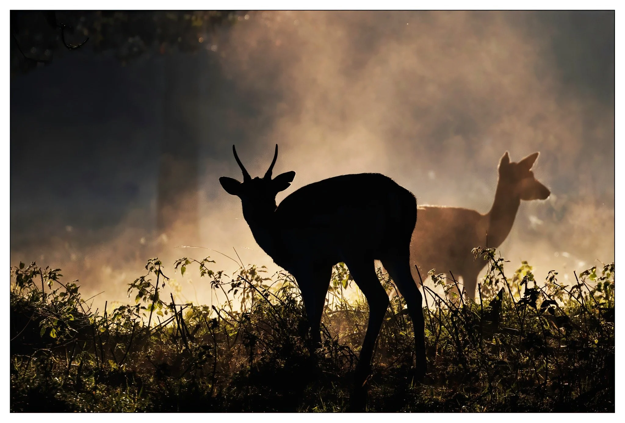 misty deer.jpg