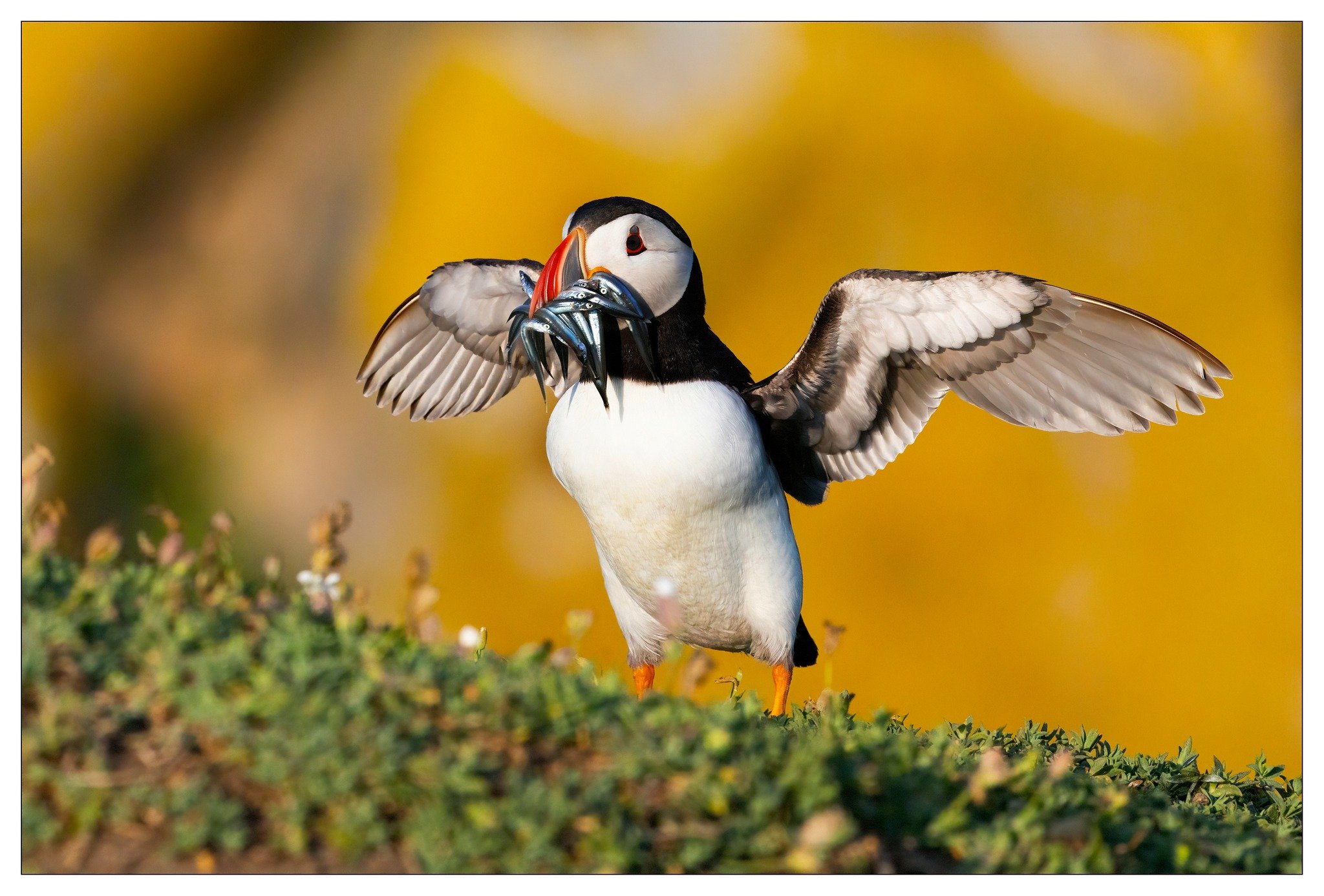 puffin eels.jpg