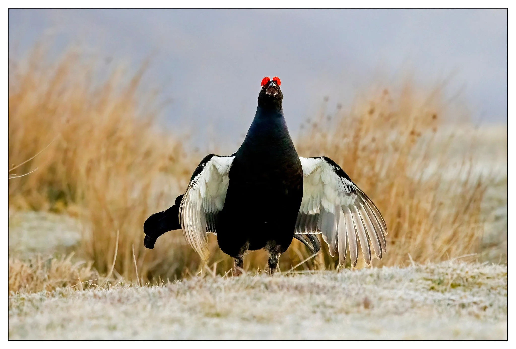 Black Grouse 6.jpg