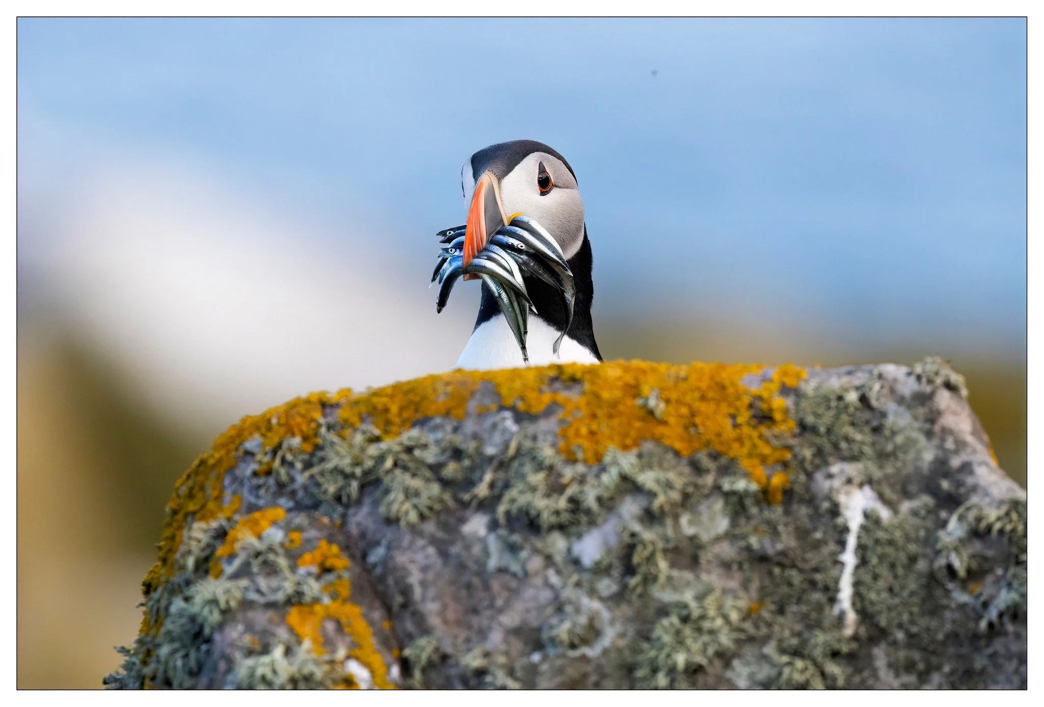 Puffin, Great Saltee Island