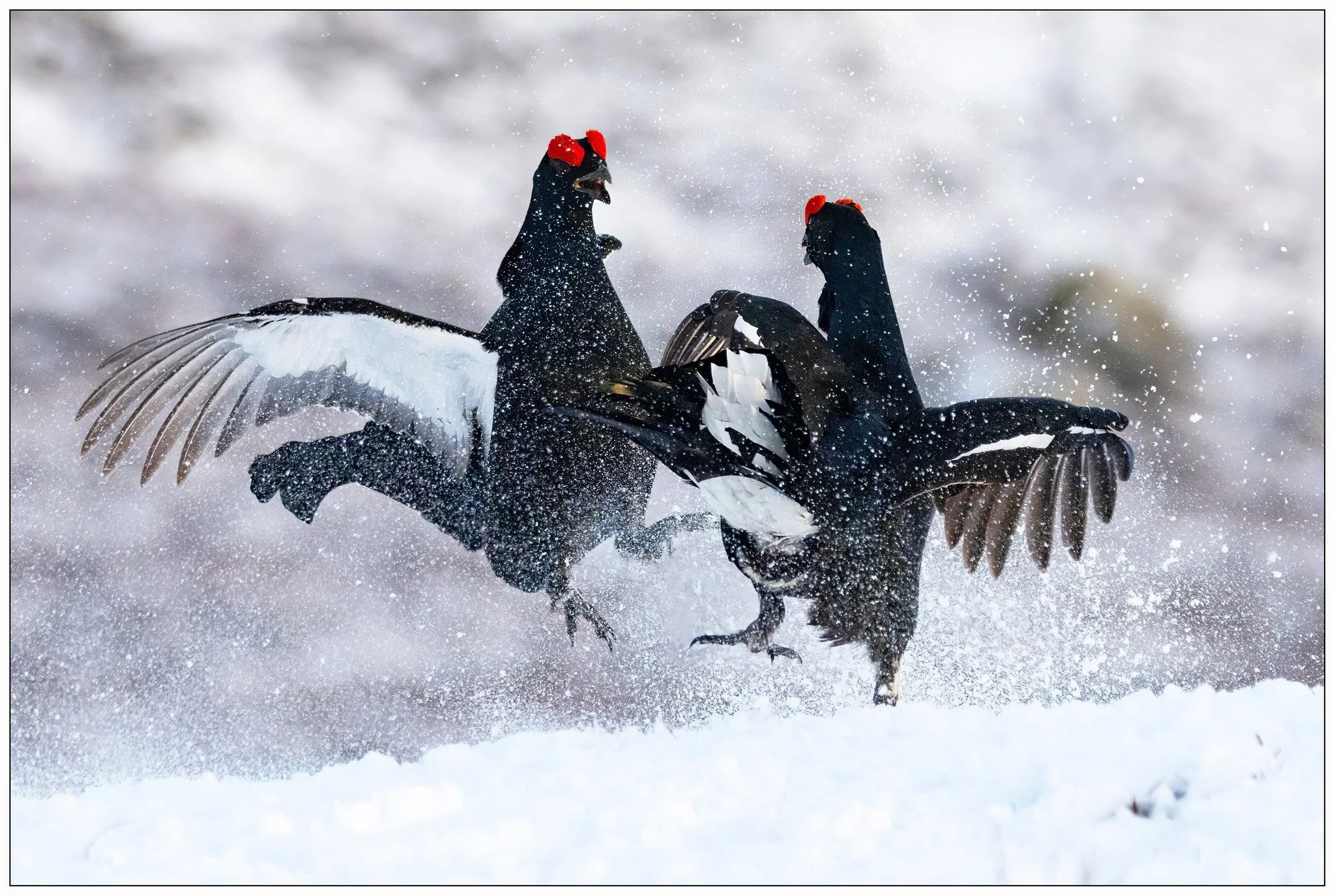 Black Grouse.jpg