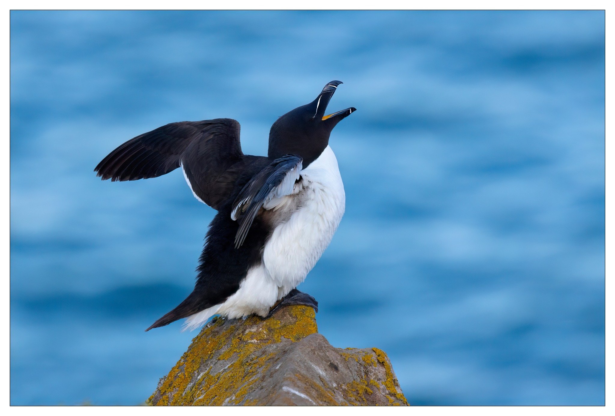 bird.jpg