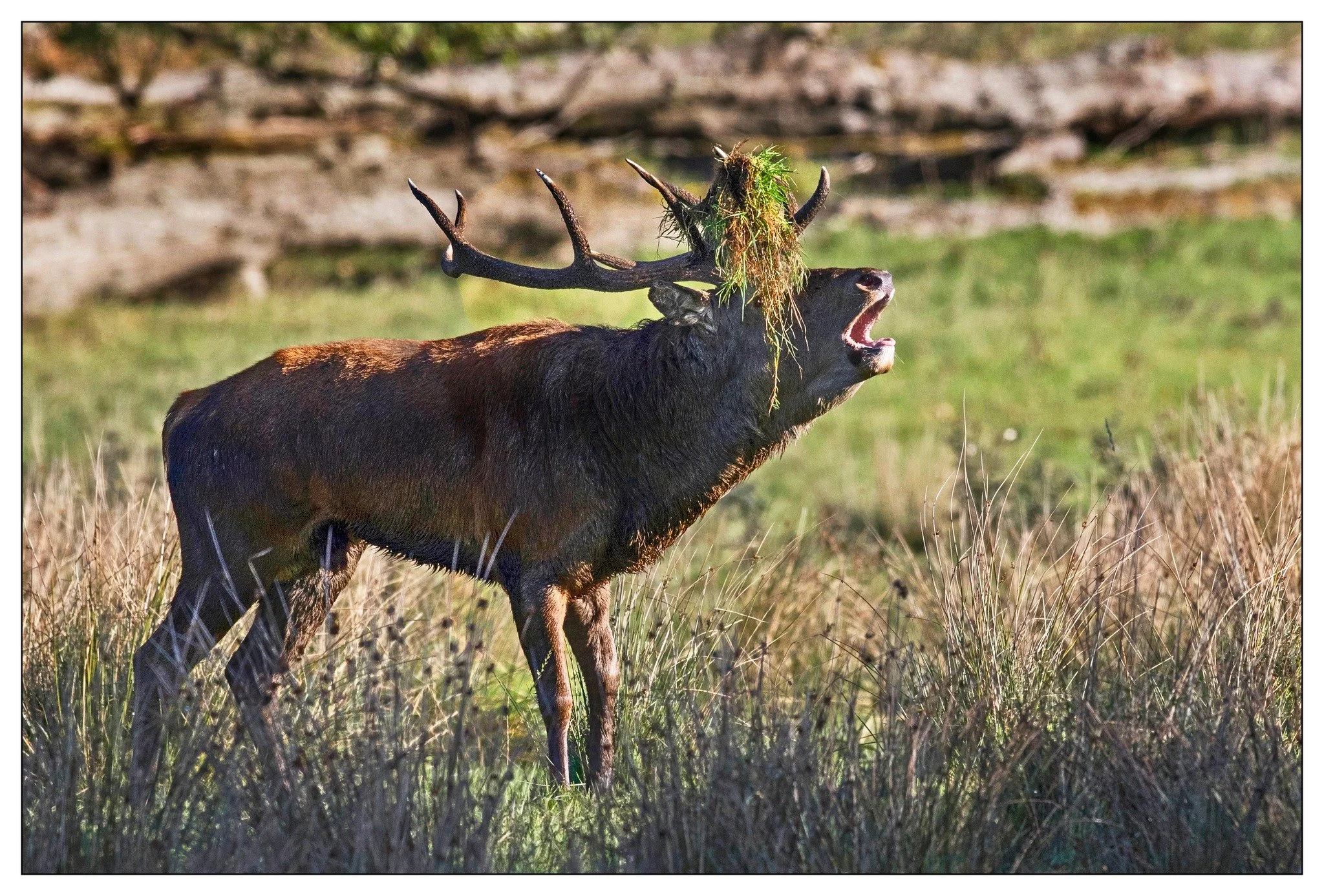 Deer 4.jpg