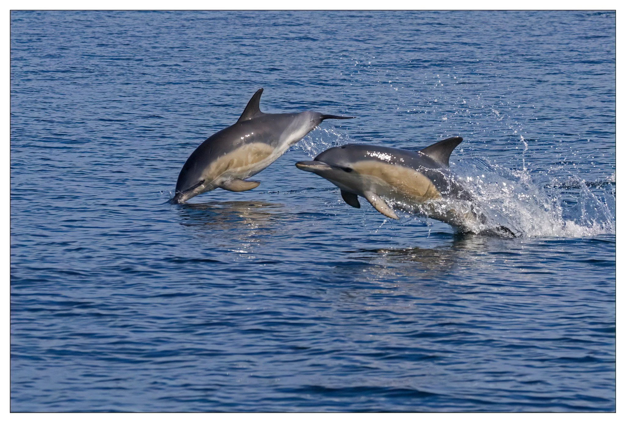 dolphins 2.jpg