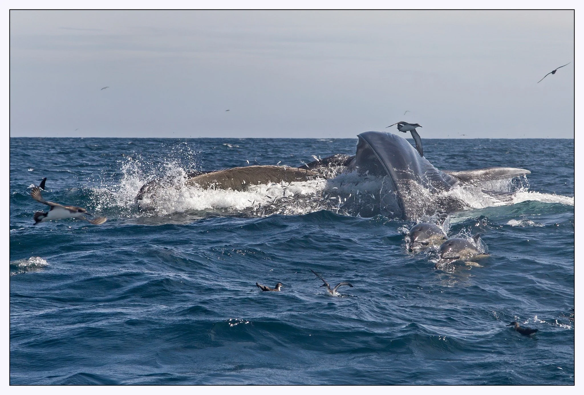 whale feeding.jpg