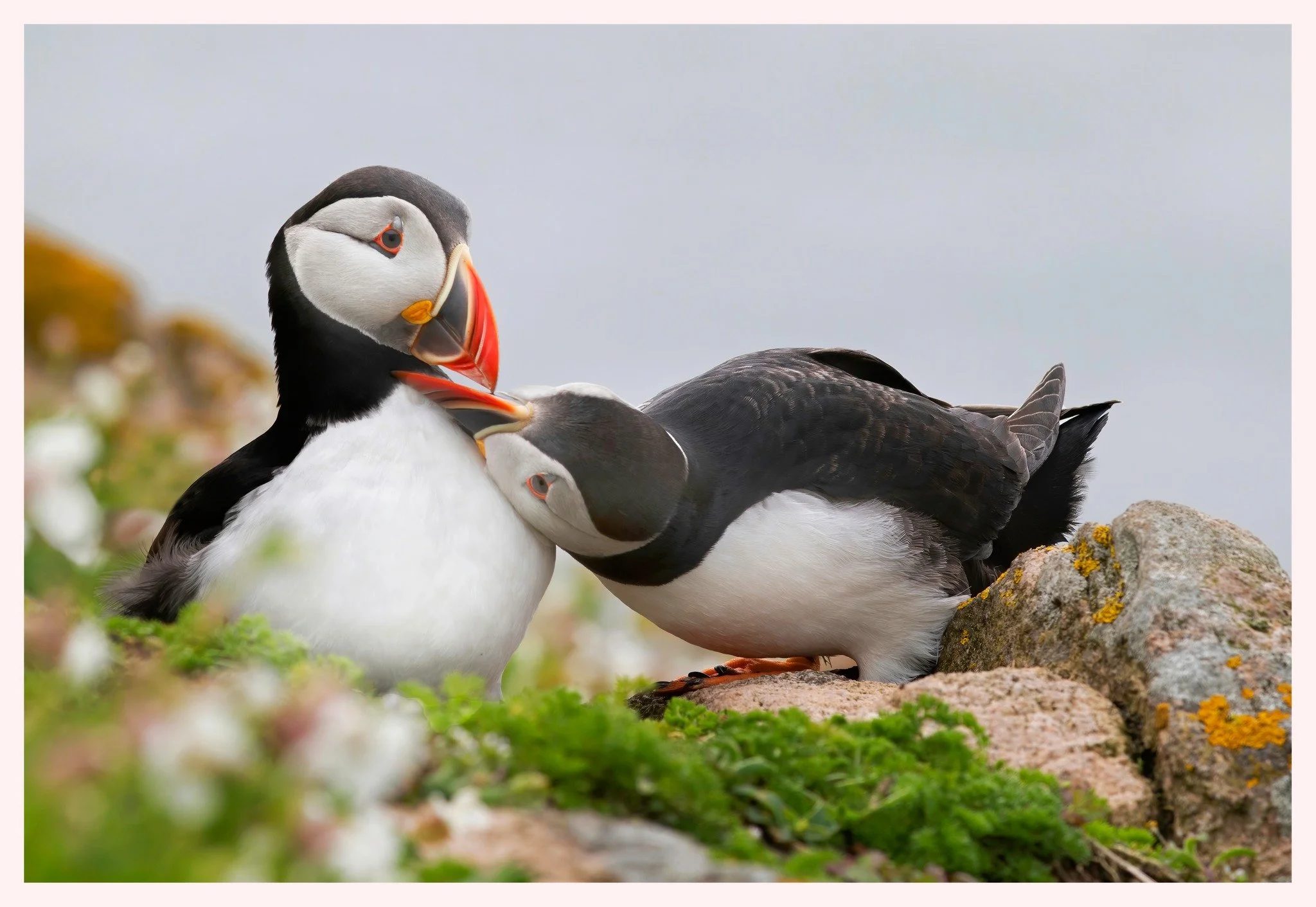 Puffins.jpg
