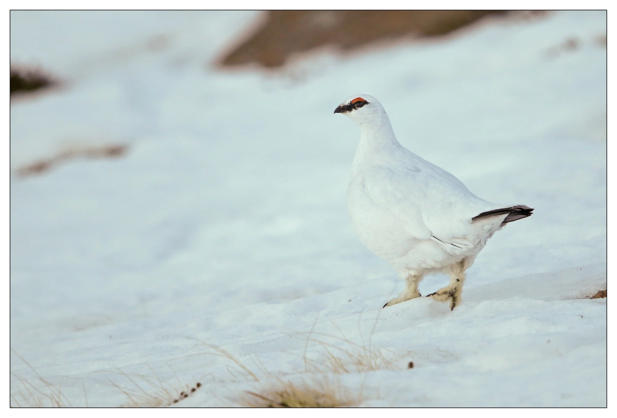 ptarmigan.jpg