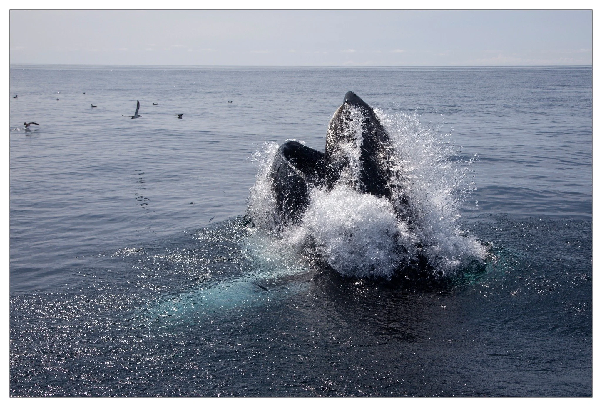 whale surface.jpg