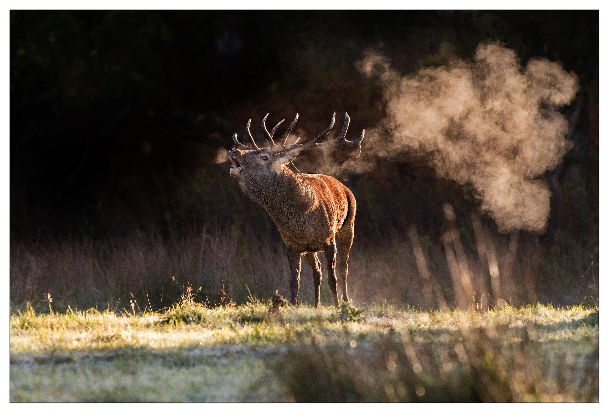 Deer.jpg