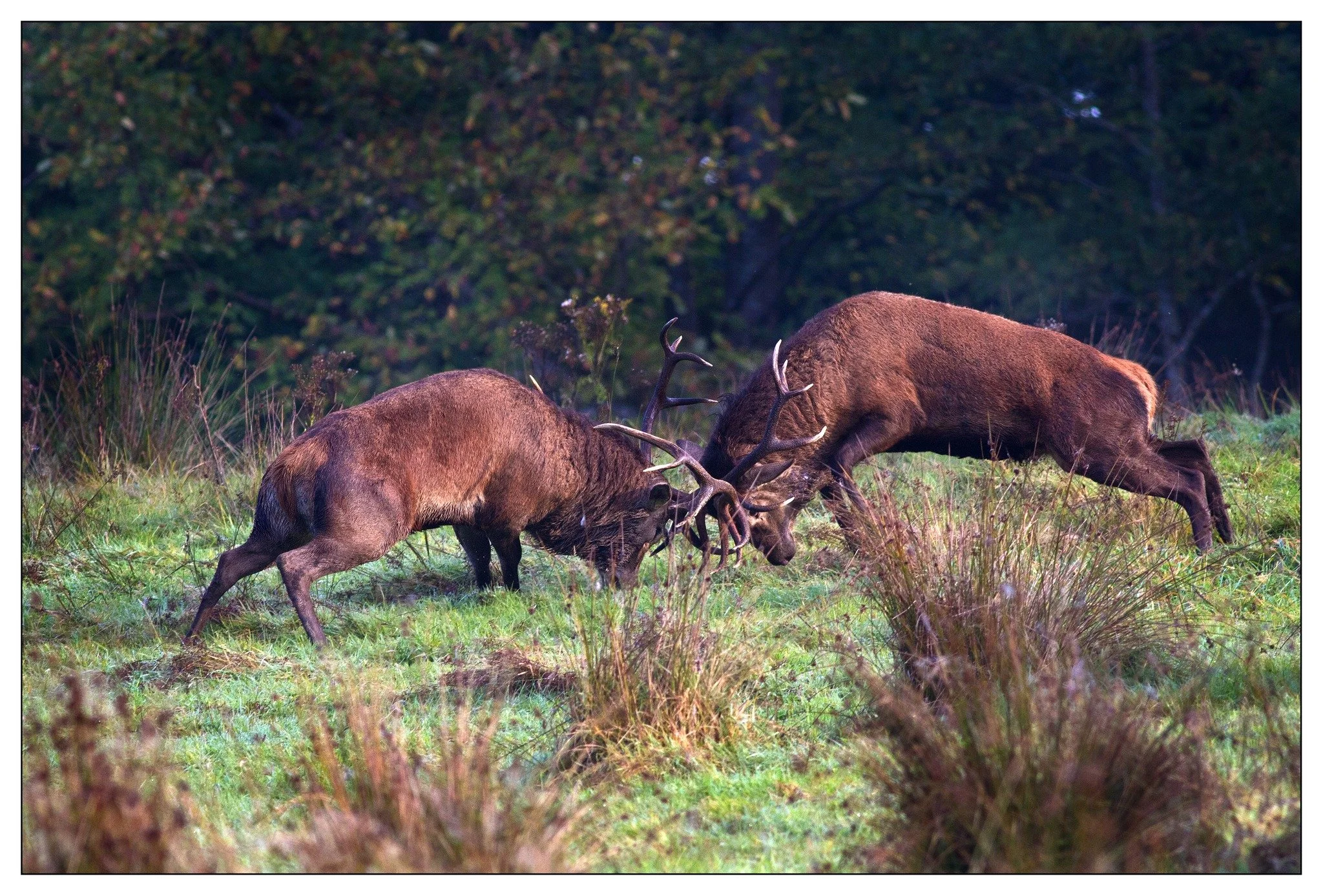 Deer 3.jpg