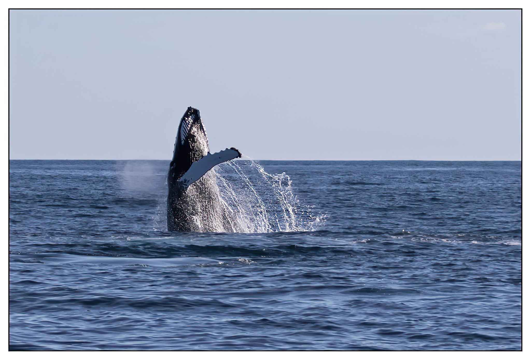 whale breach.jpg